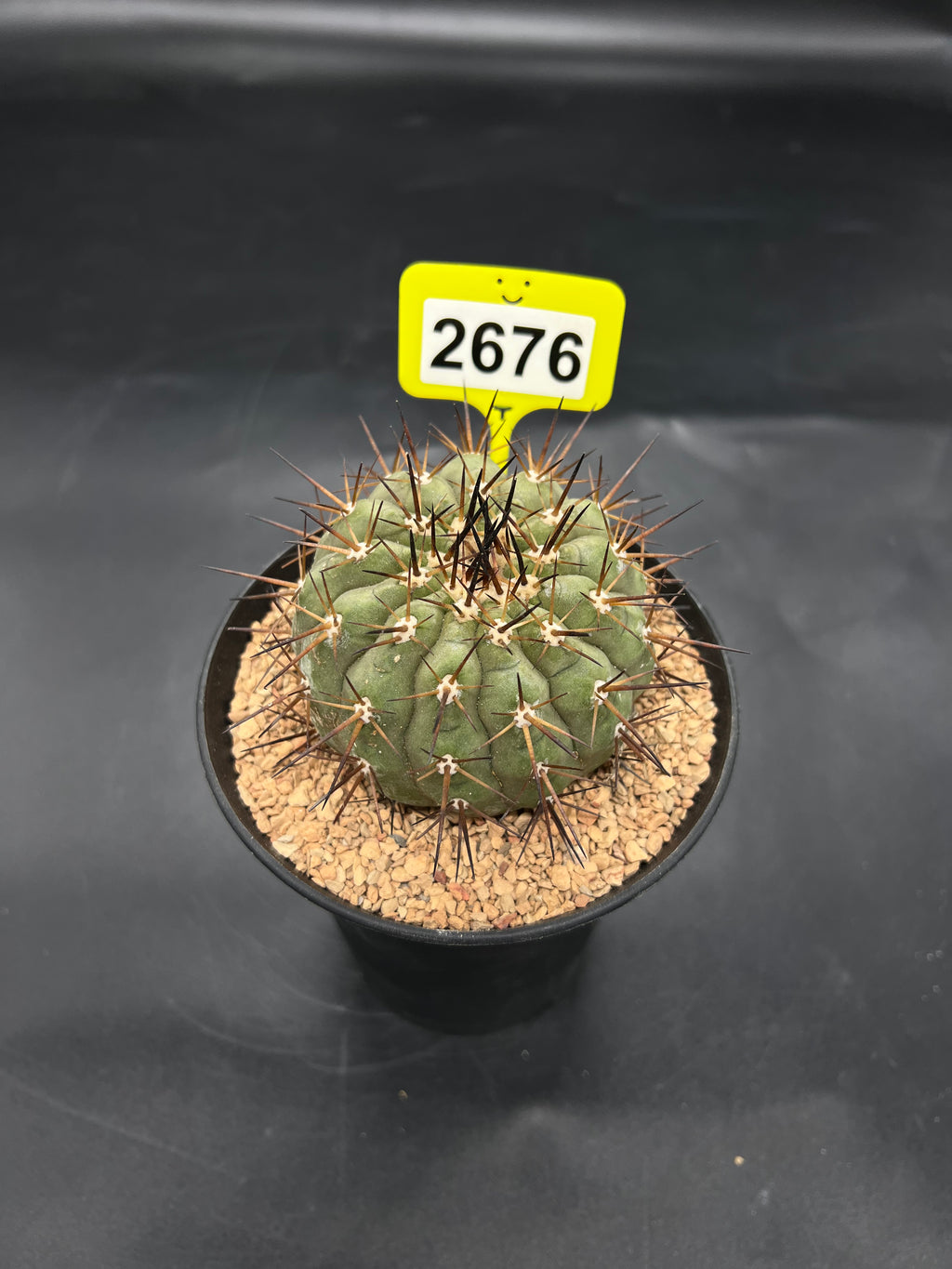 Copiapoa cinerea #2676