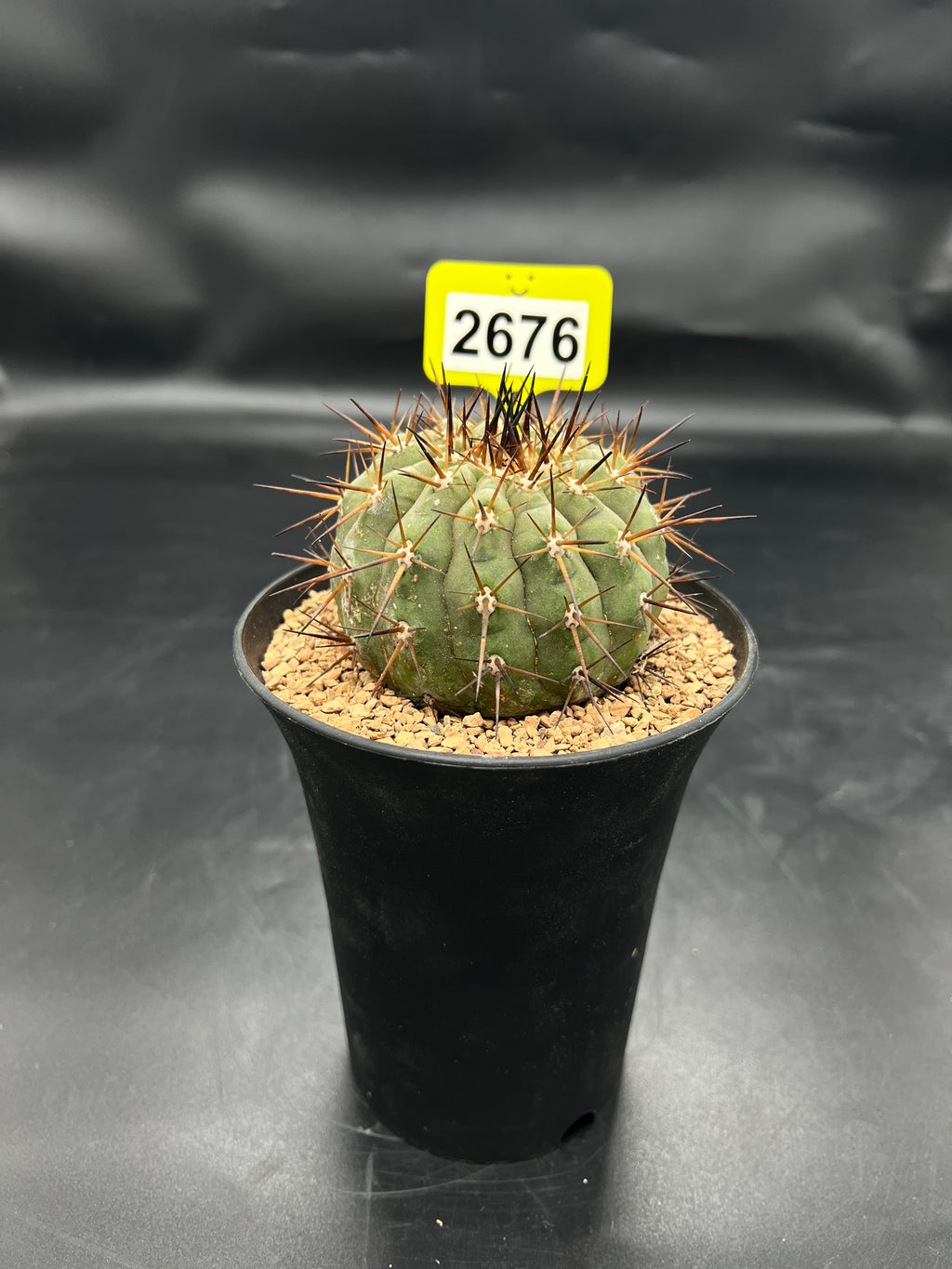 Copiapoa cinerea #2676