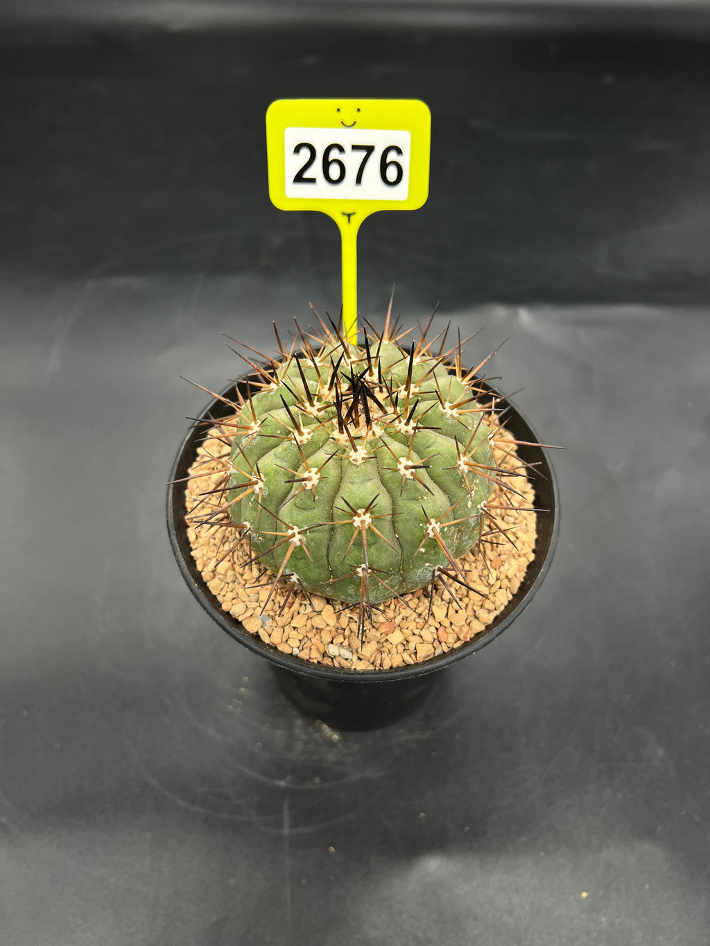 Copiapoa cinerea #2676