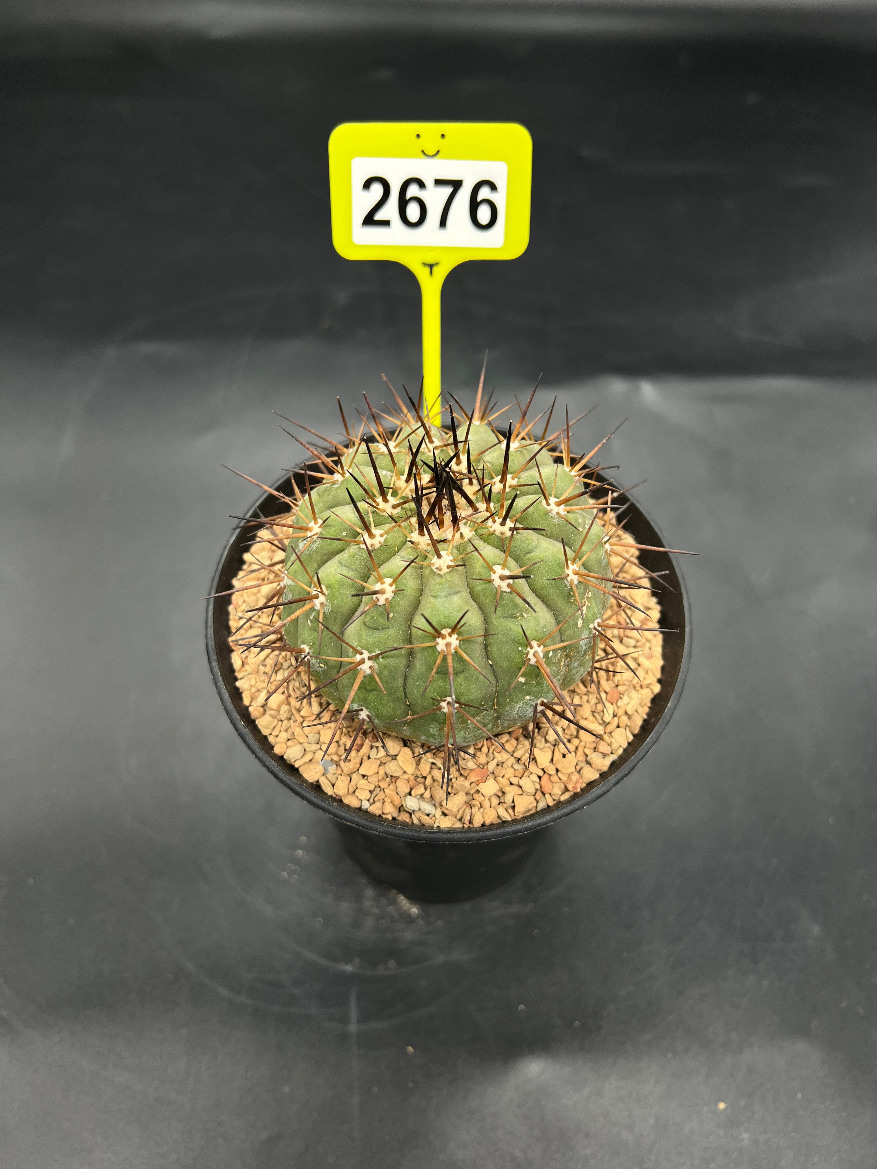 Copiapoa cinerea #2676