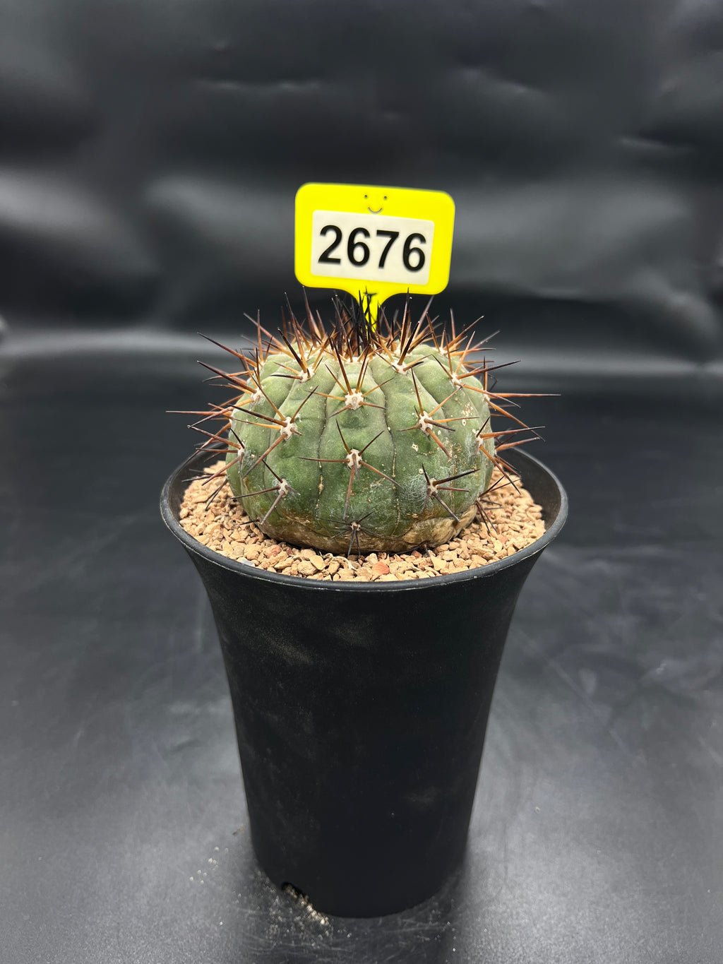 Copiapoa cinerea #2676