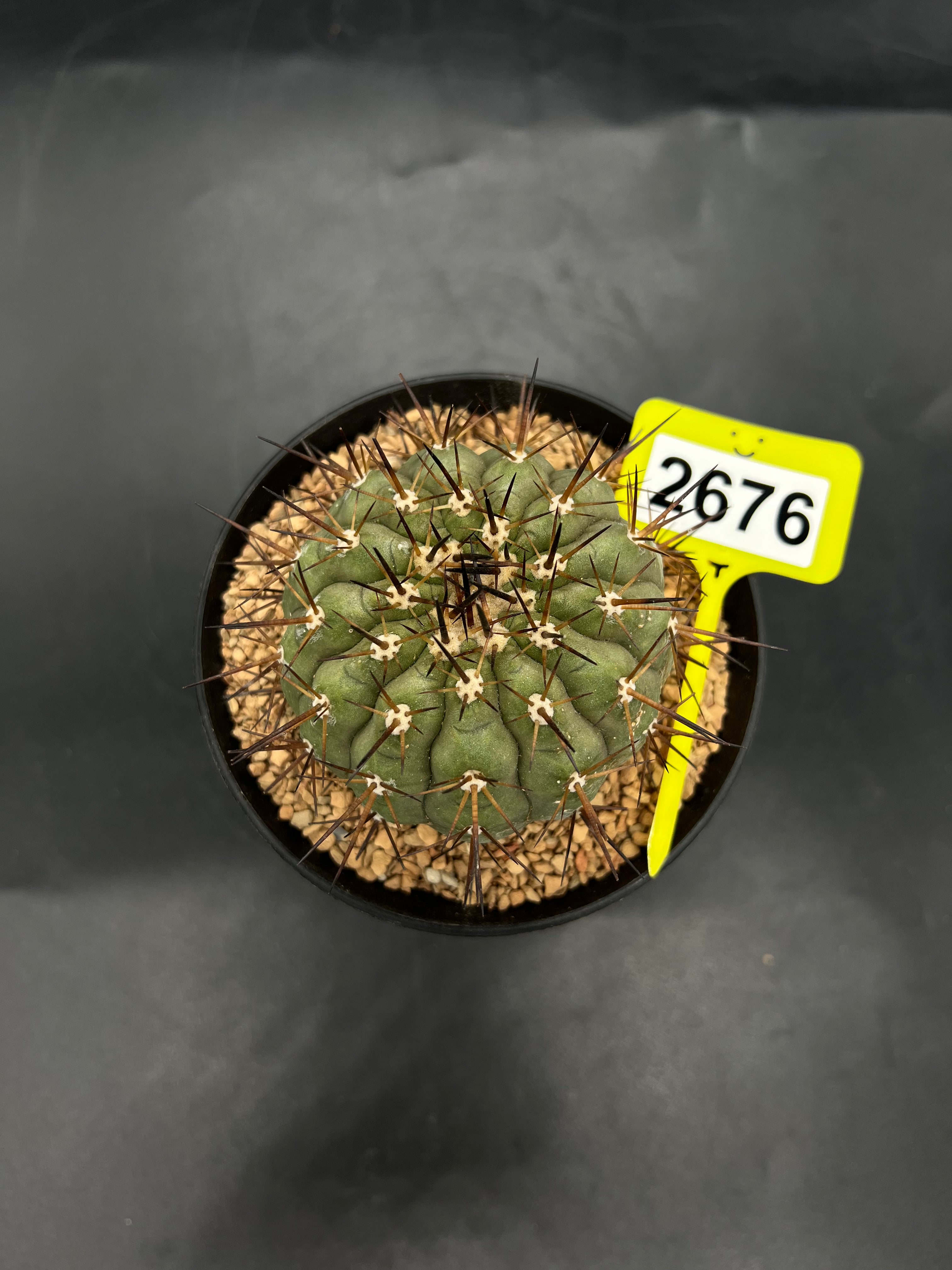 Copiapoa cinerea #2676