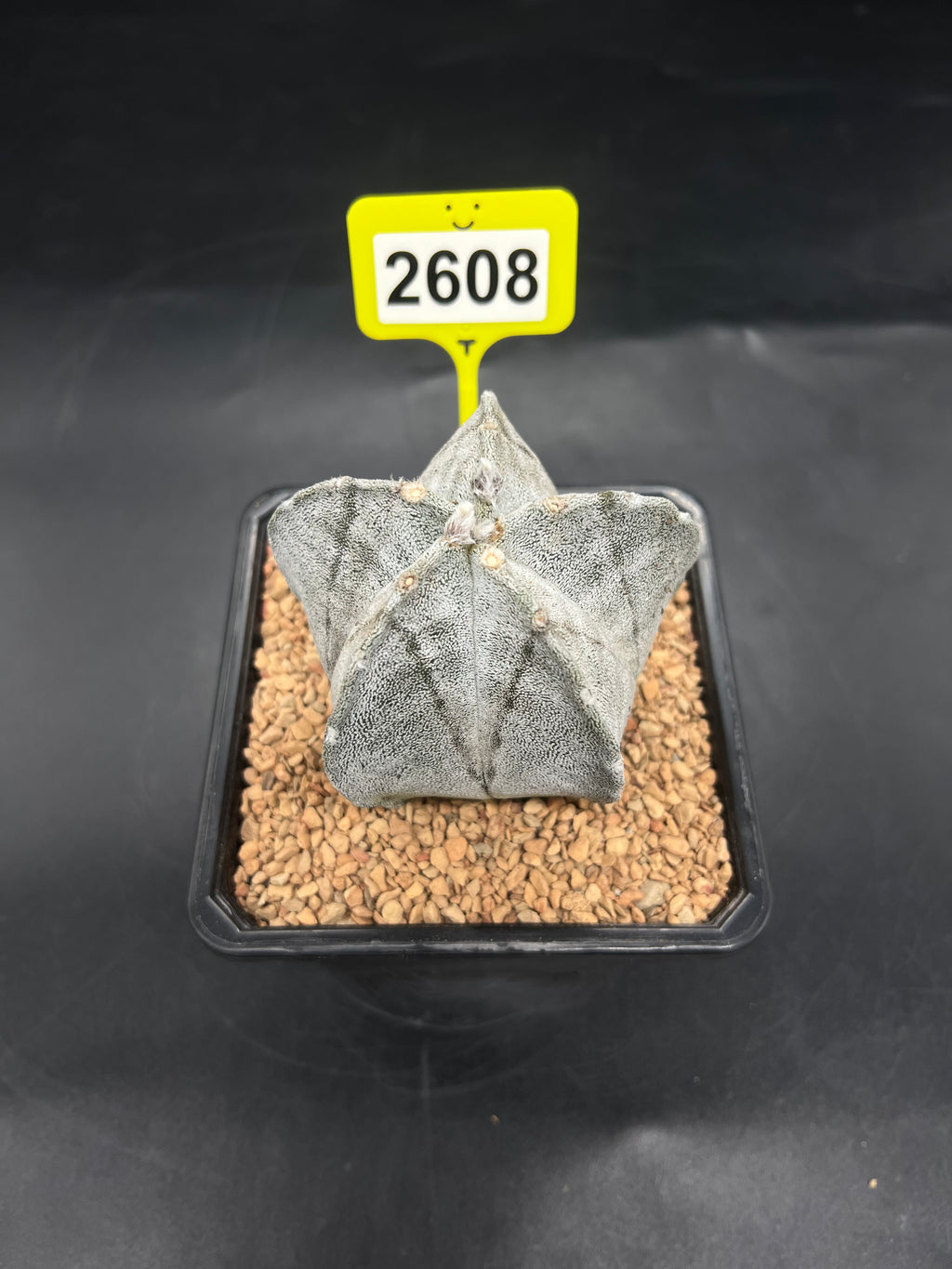 Astrophytum myriostigma #2608
