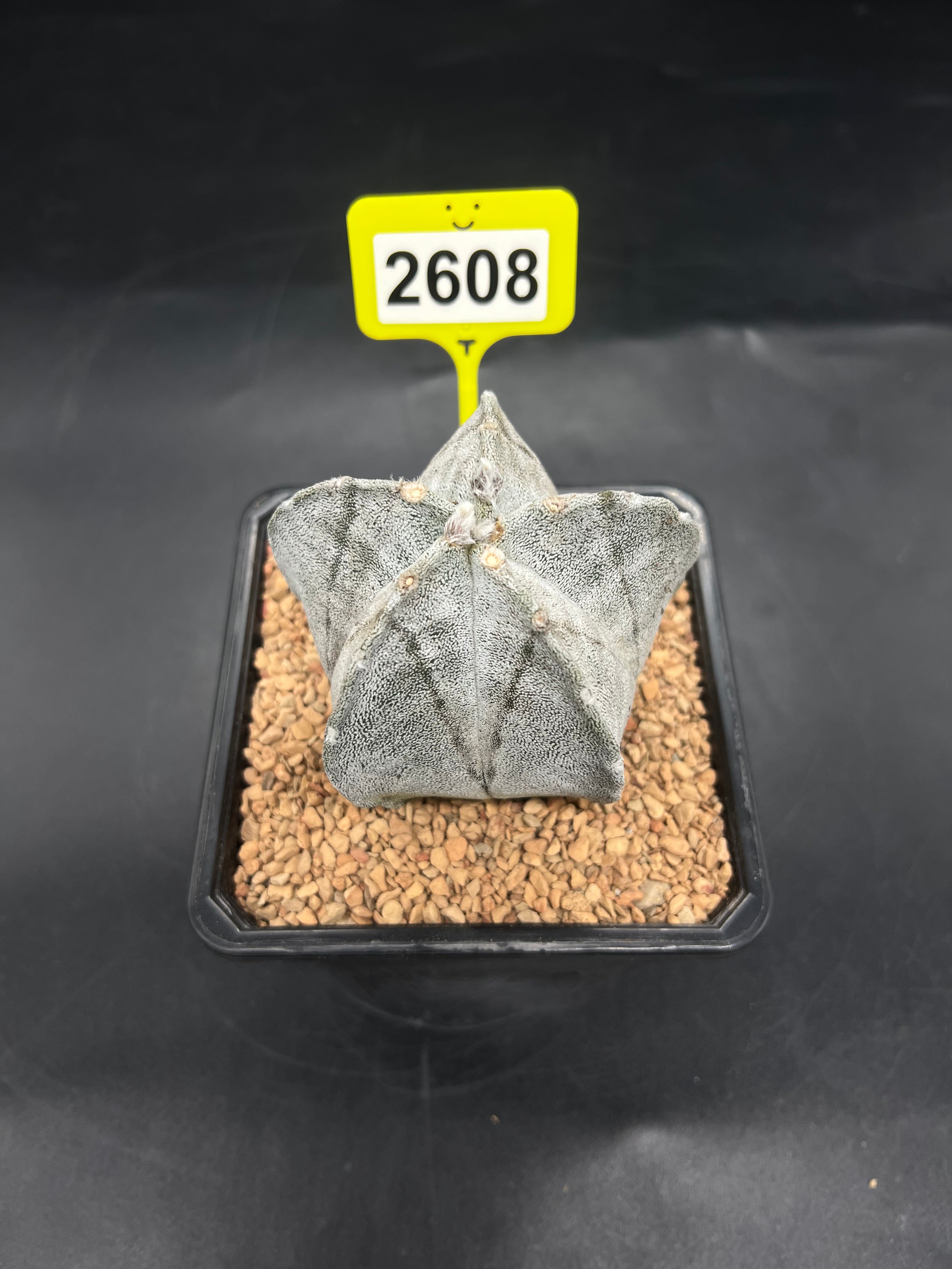 Astrophytum myriostigma #2608
