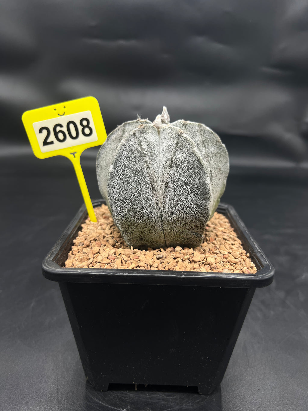 Astrophytum myriostigma #2608