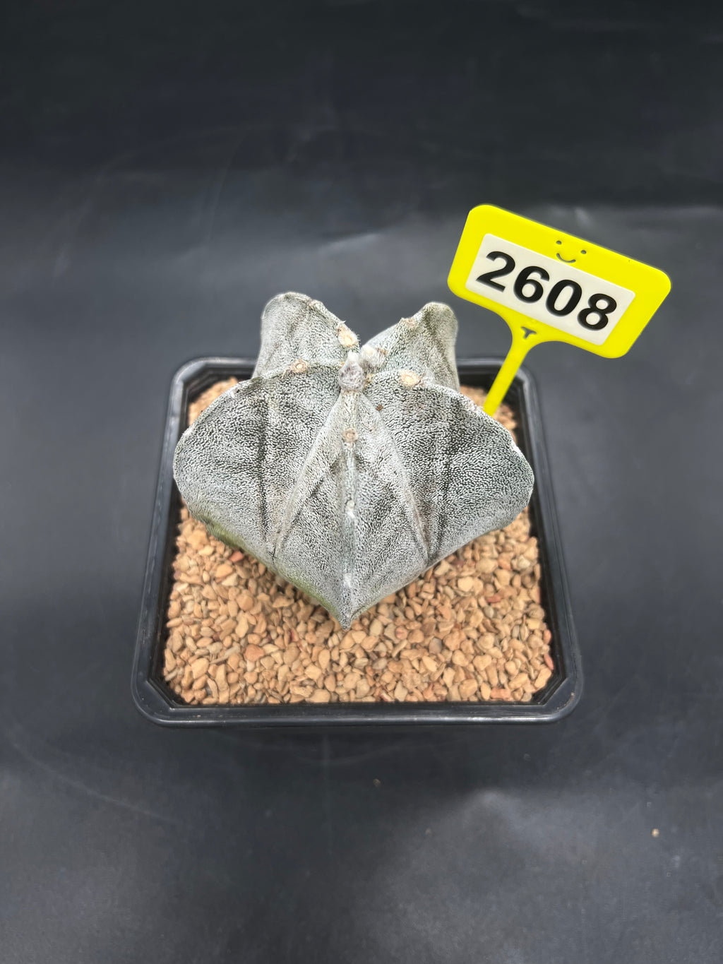Astrophytum myriostigma #2608
