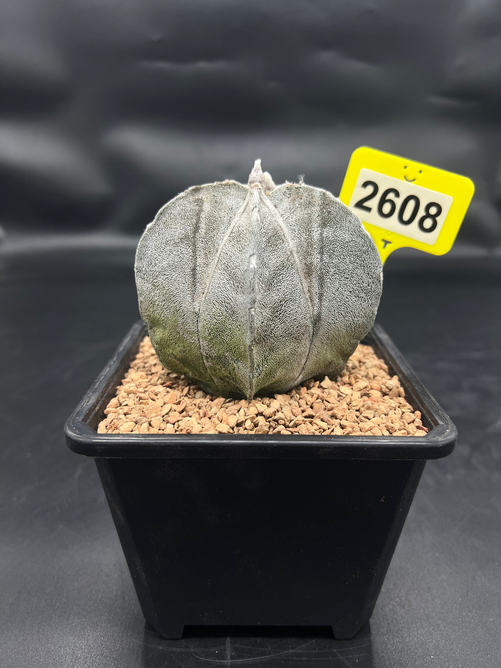 Astrophytum myriostigma #2608