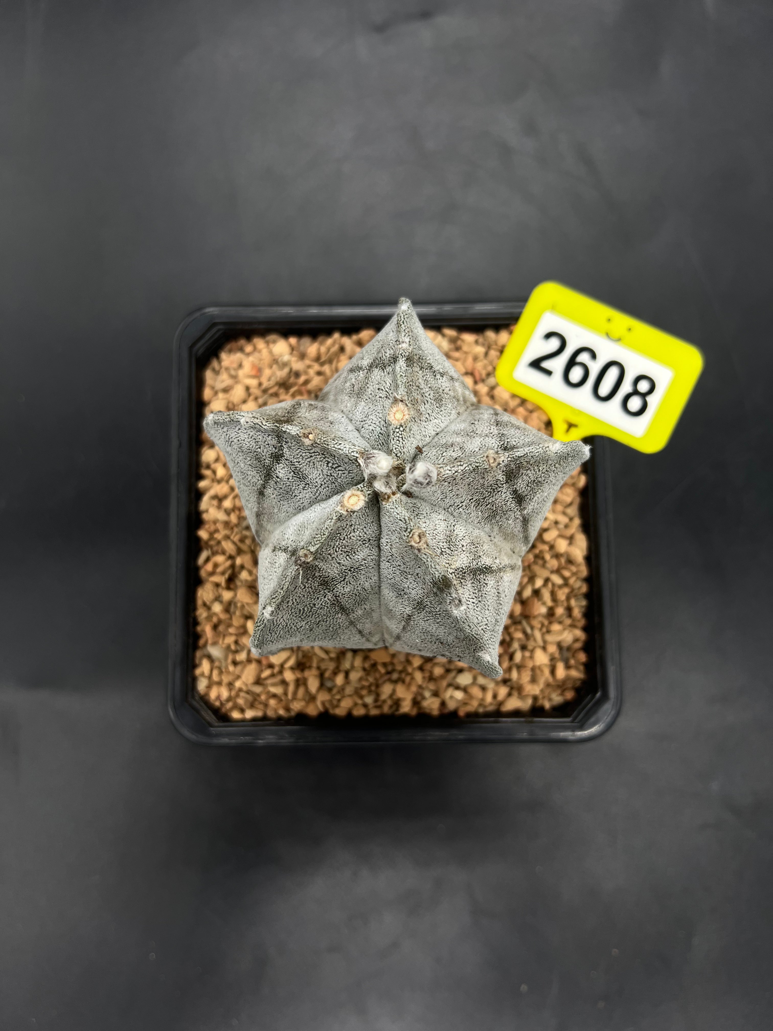 Astrophytum myriostigma #2608