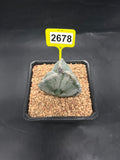 Astrophytum myriostigma #2678
