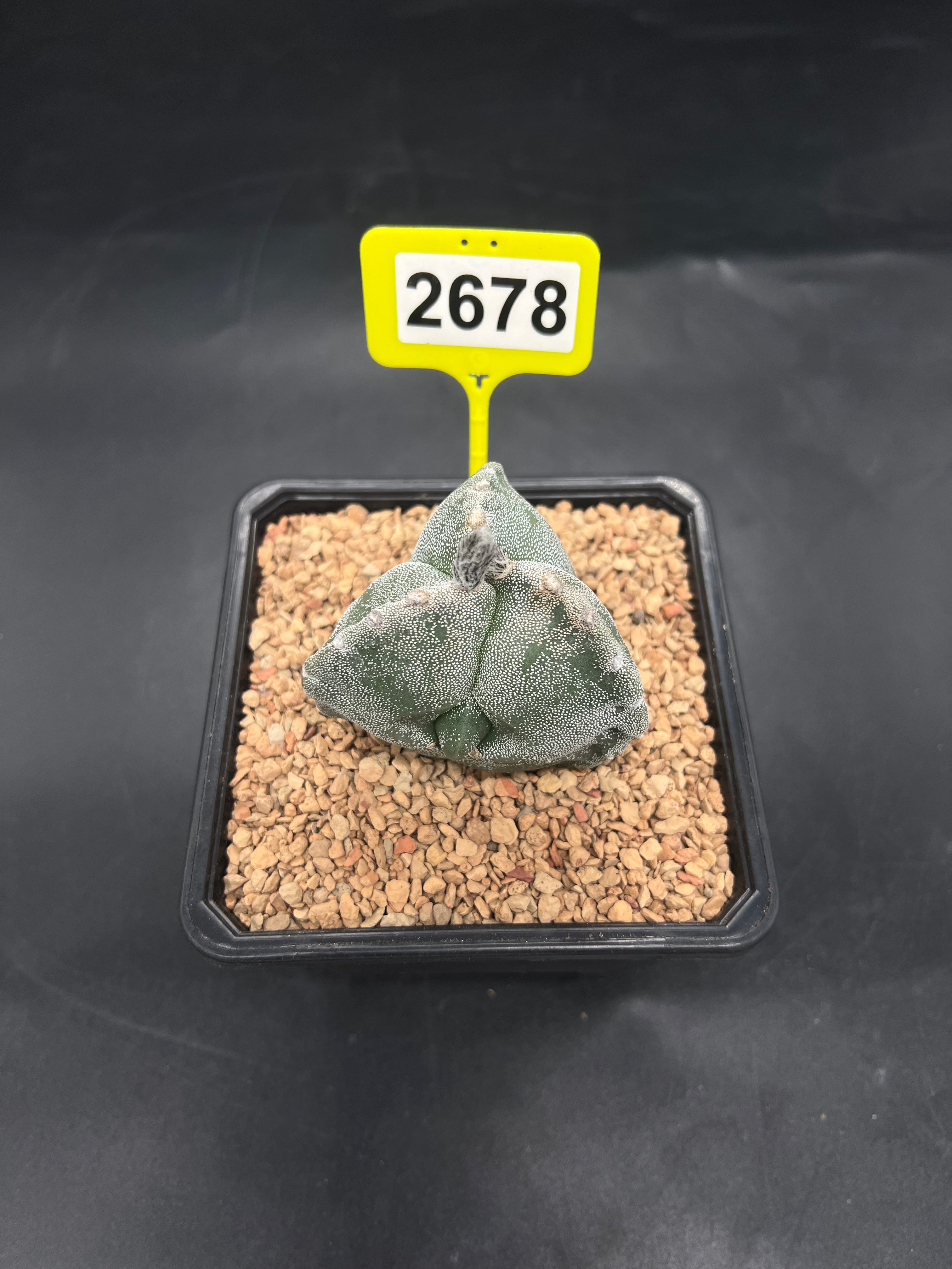 Astrophytum myriostigma #2678
