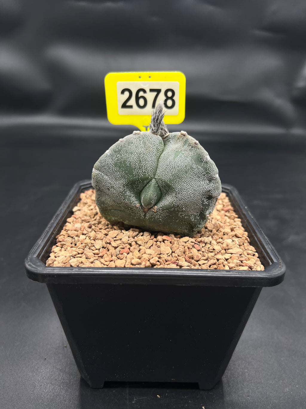 Astrophytum myriostigma #2678