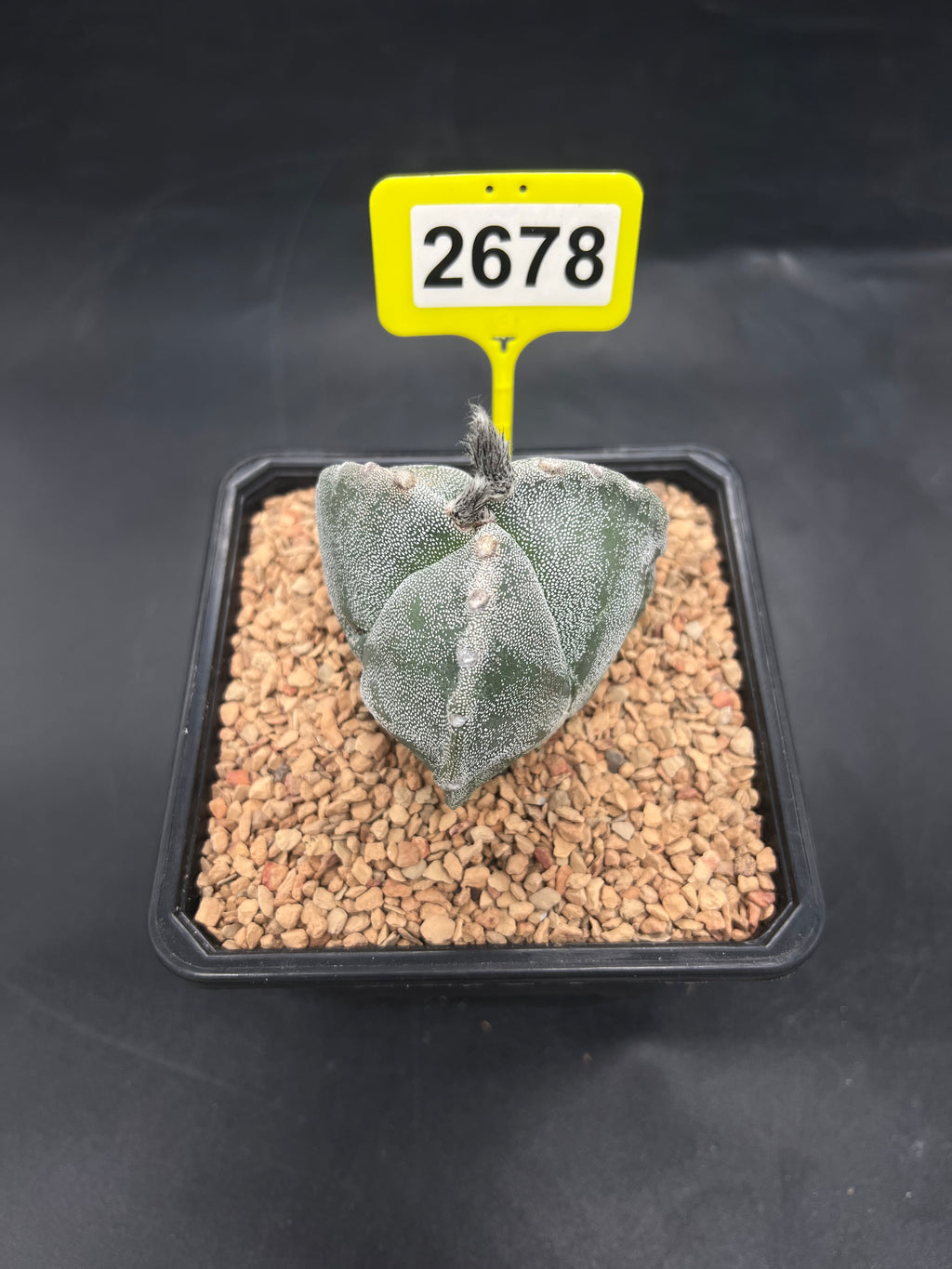 Astrophytum myriostigma #2678