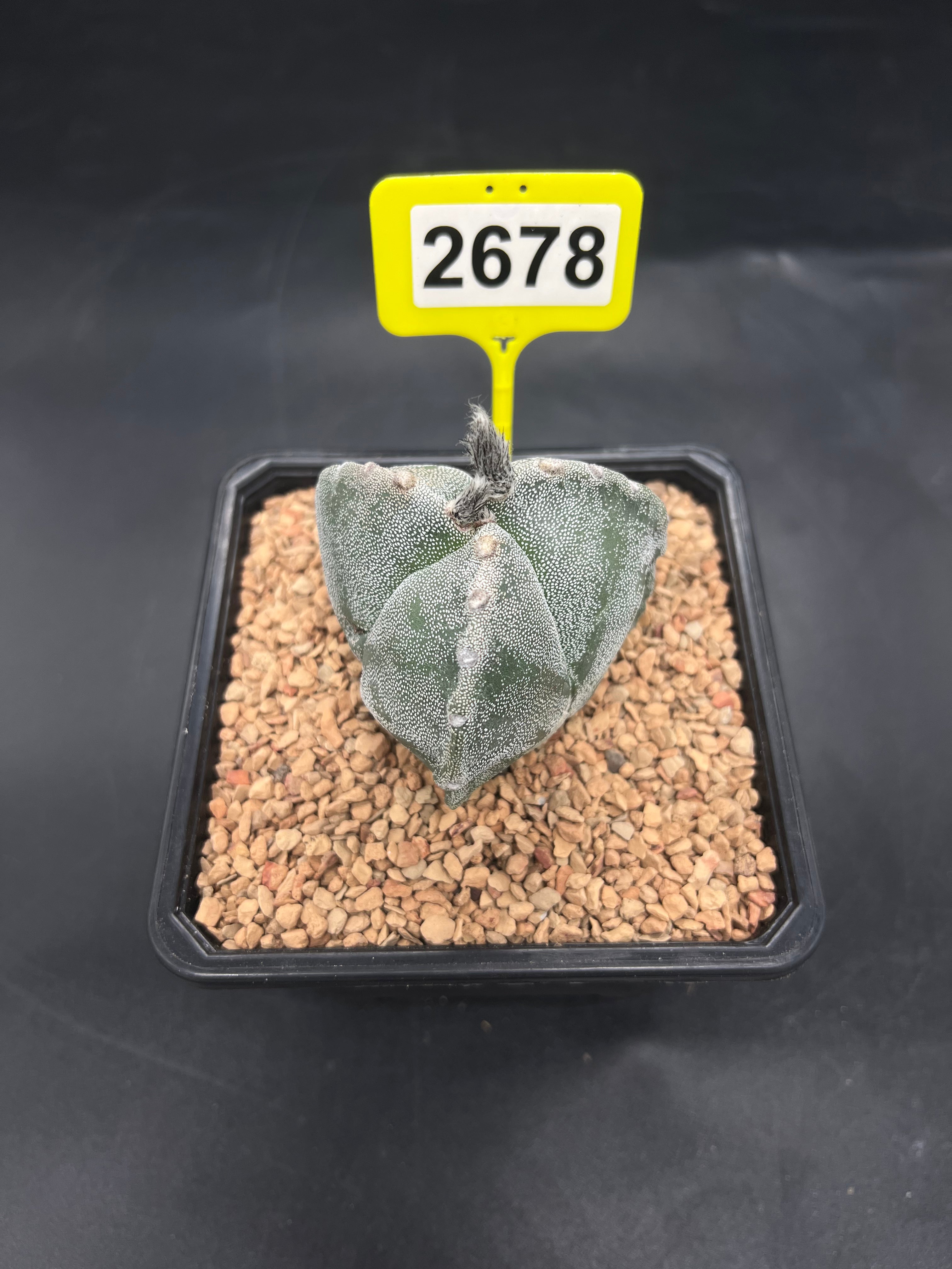 Astrophytum myriostigma #2678