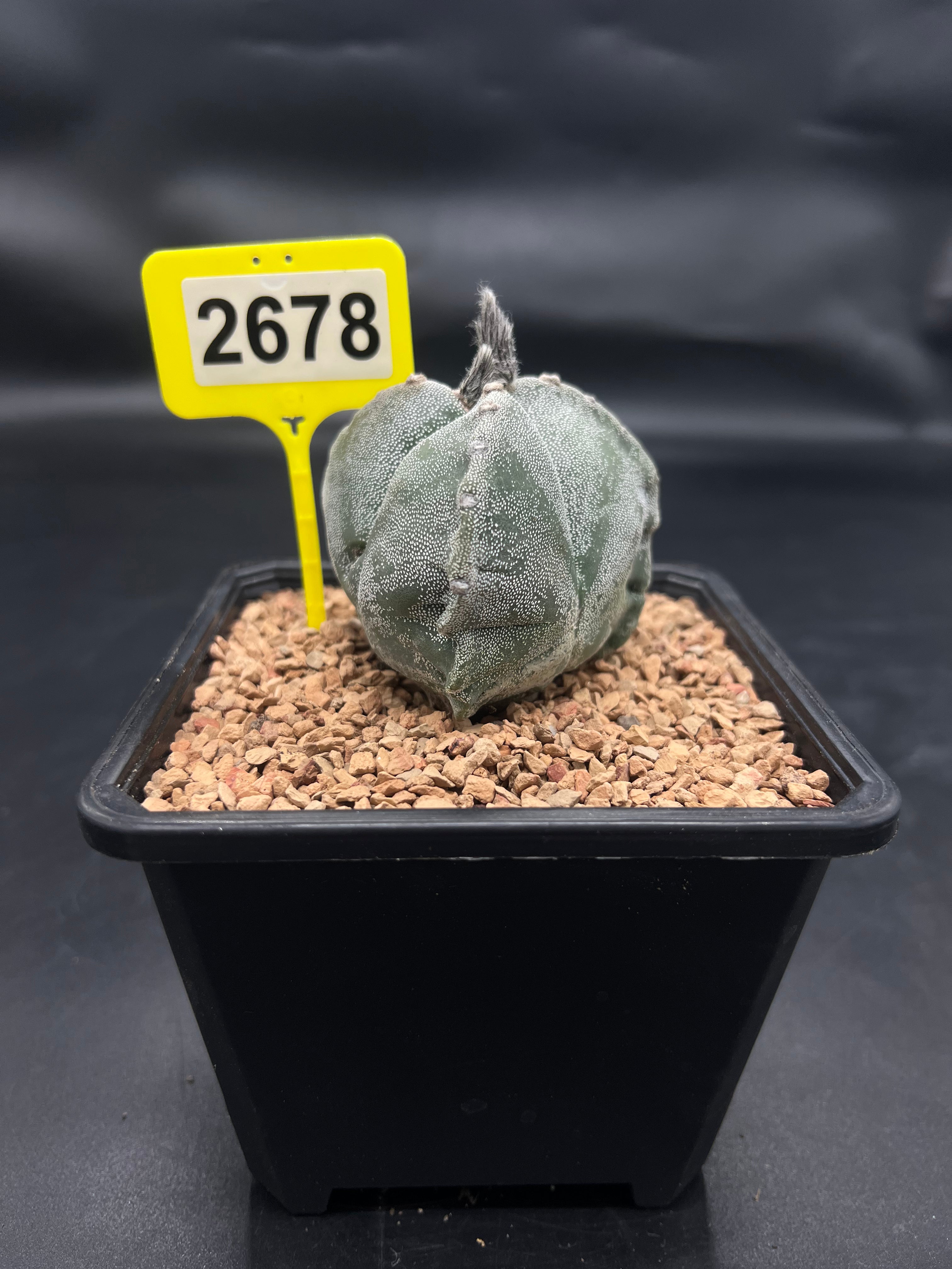 Astrophytum myriostigma #2678