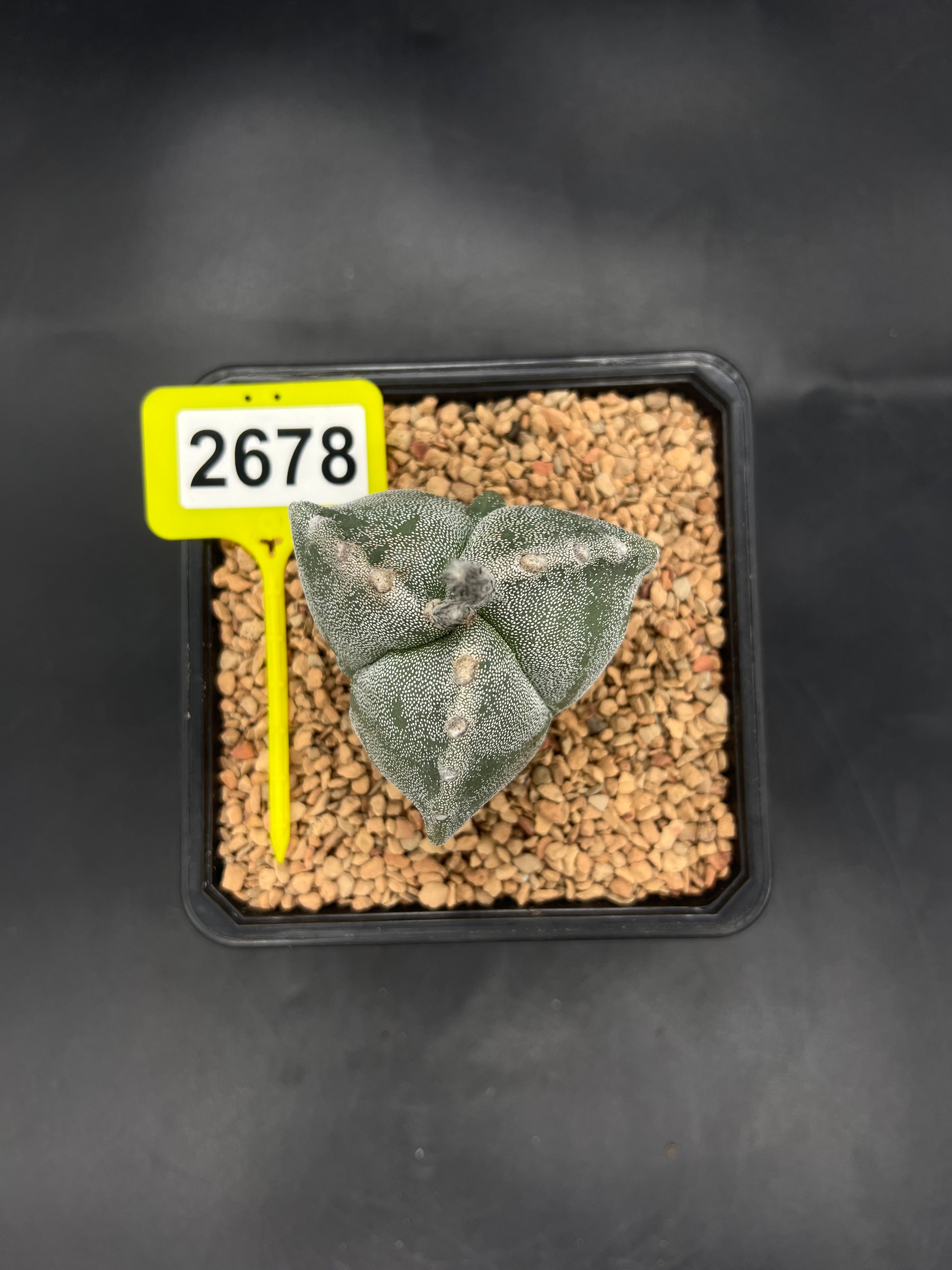 Astrophytum myriostigma #2678