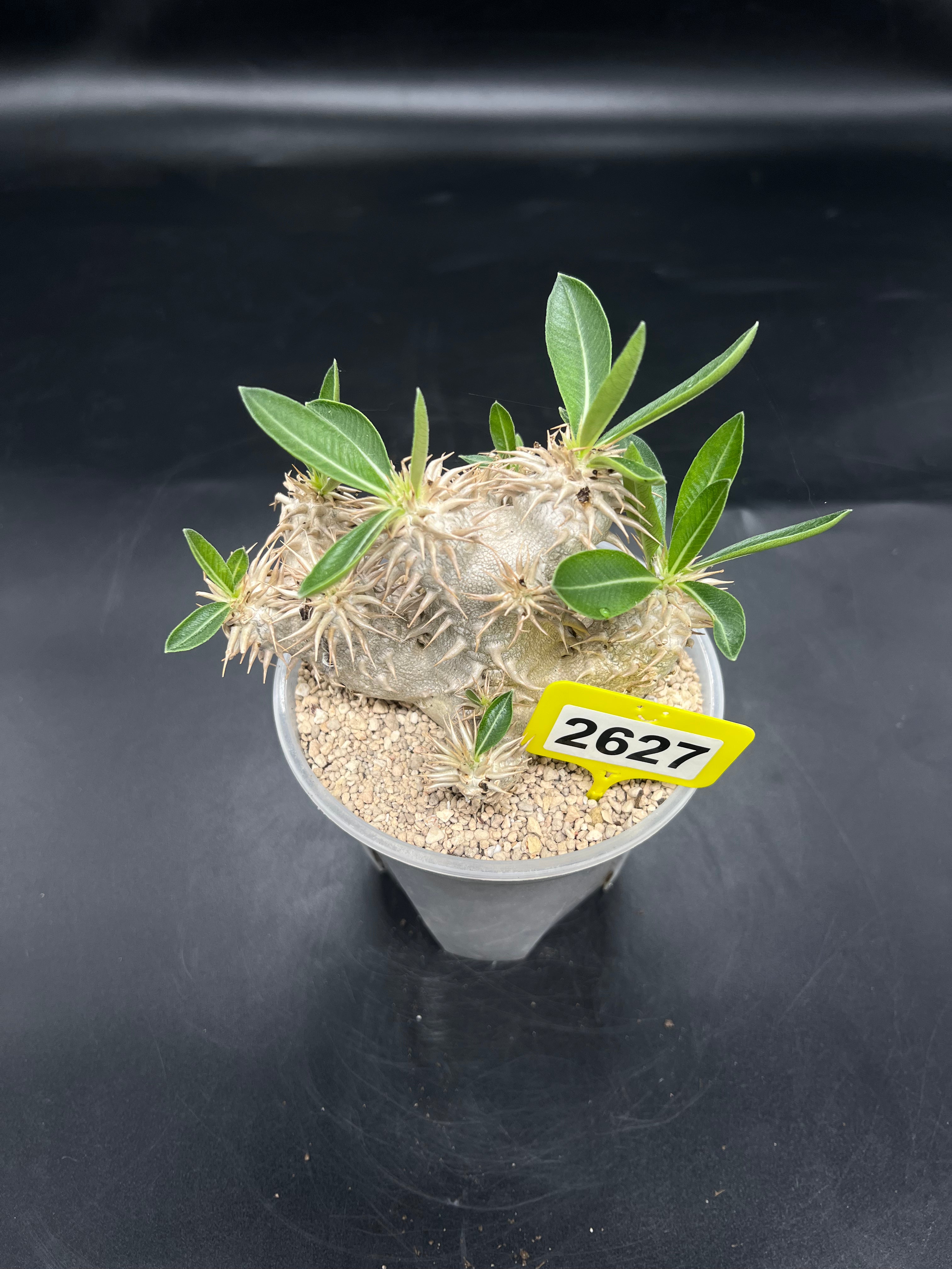 Pachypodium densiflorum #2627