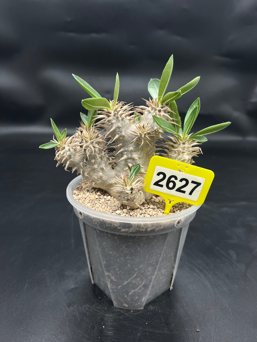 Pachypodium densiflorum #2627