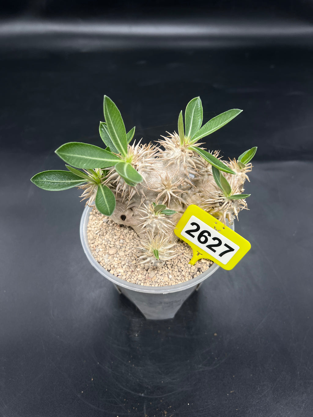 Pachypodium densiflorum #2627