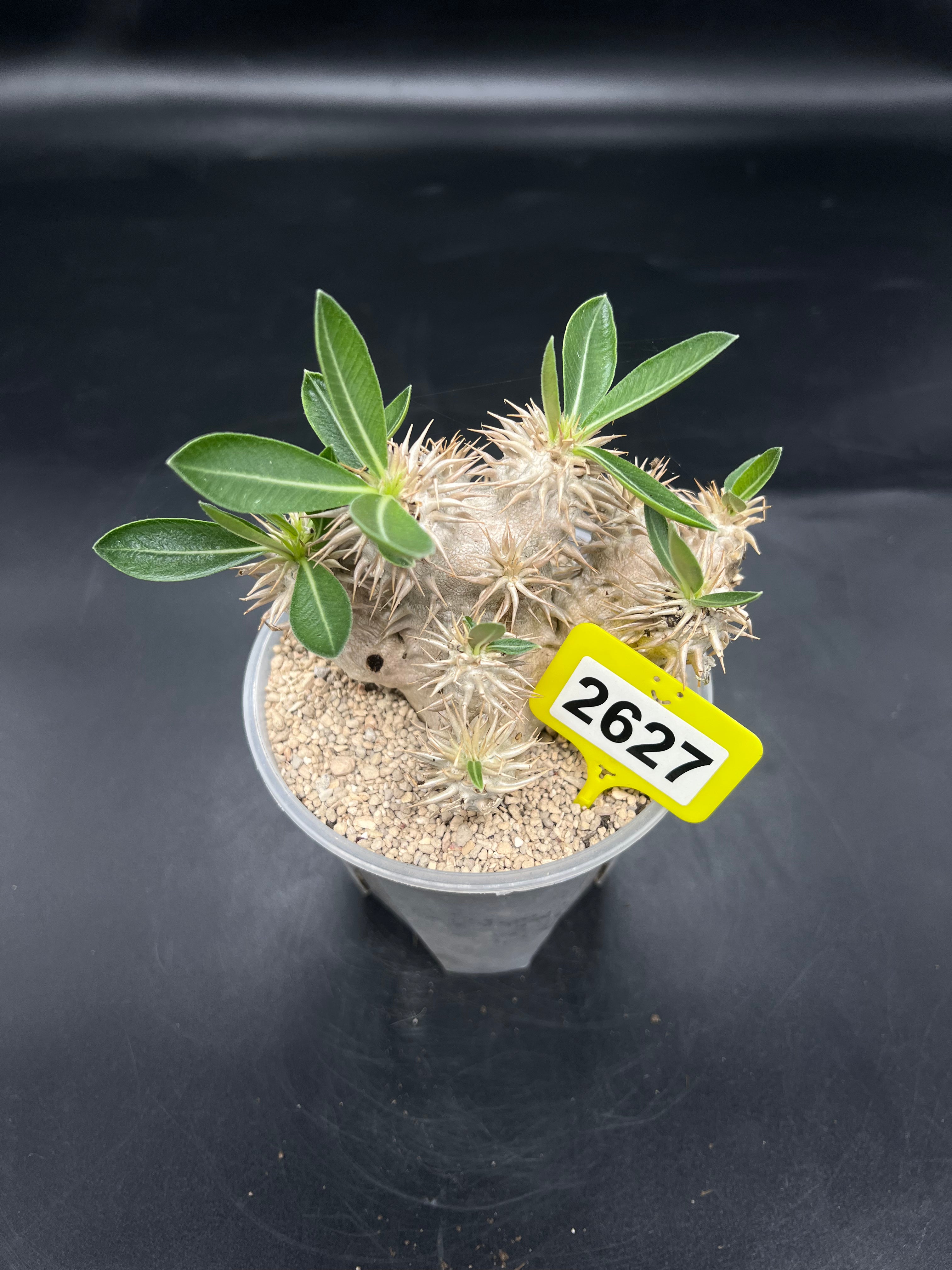 Pachypodium densiflorum #2627