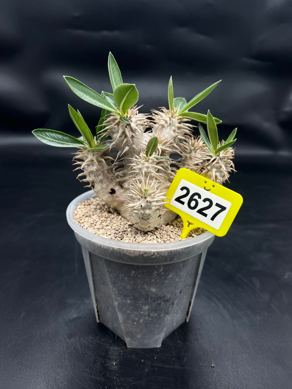 Pachypodium densiflorum #2627