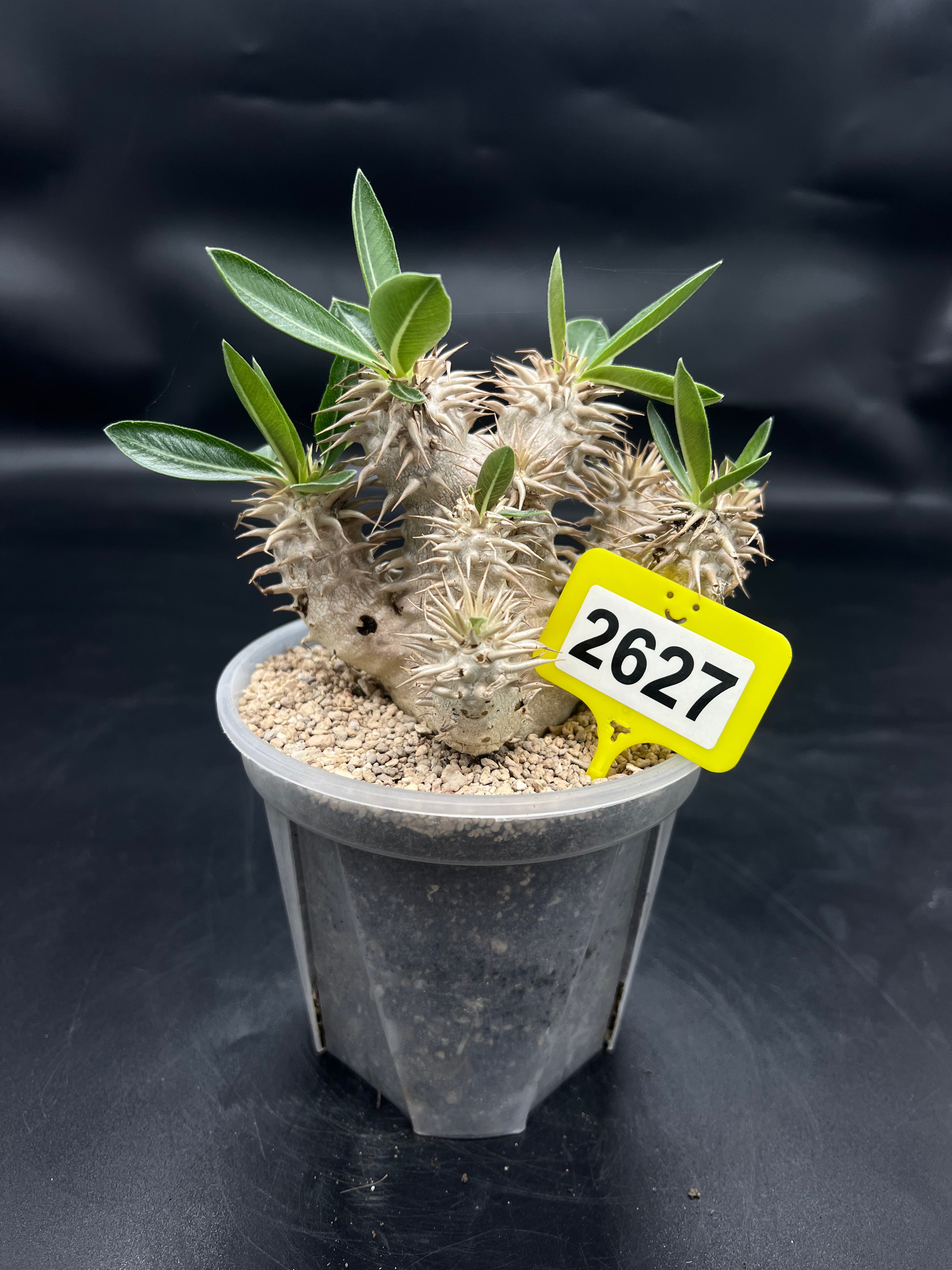 Pachypodium densiflorum #2627