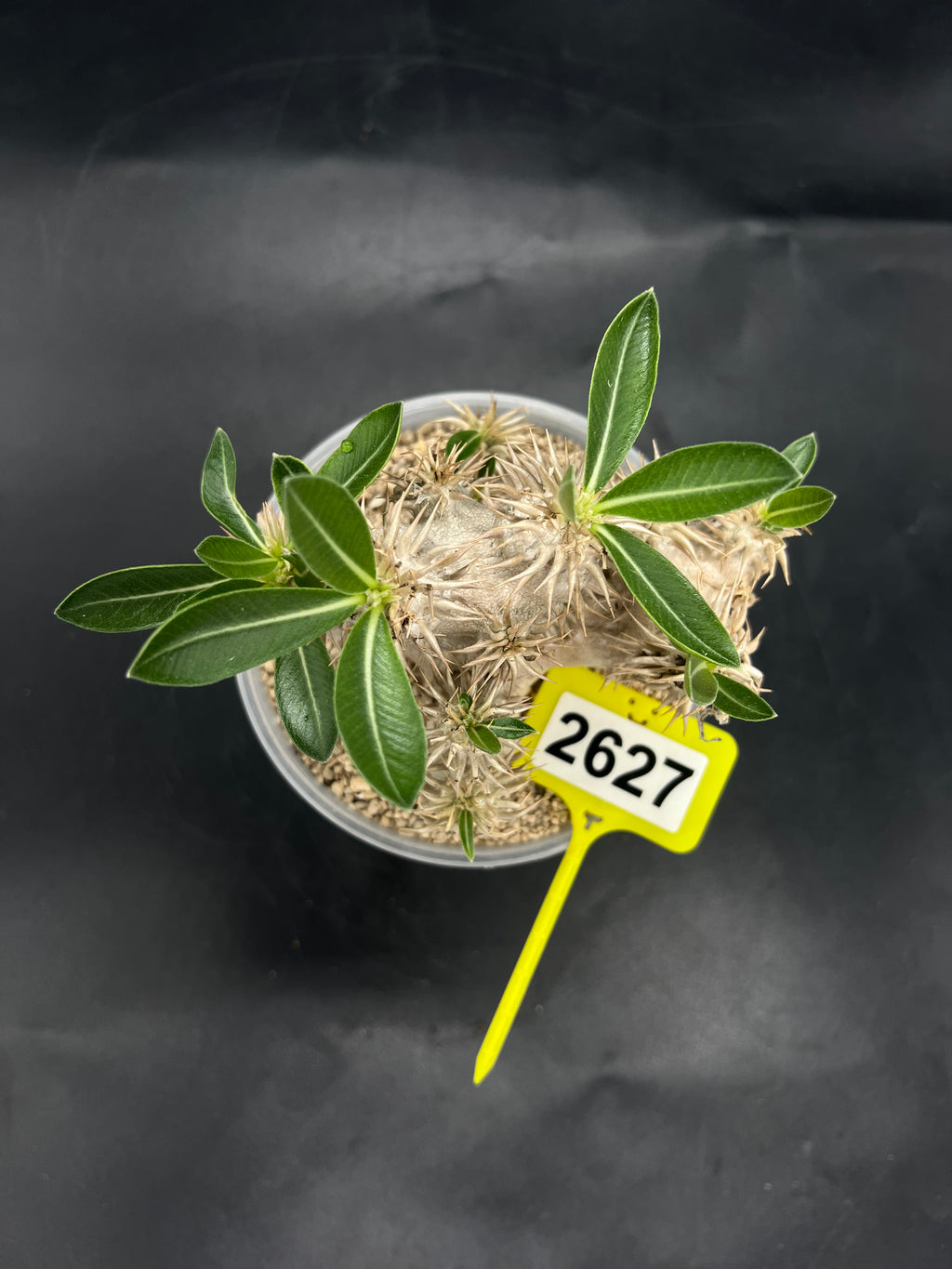 Pachypodium densiflorum #2627