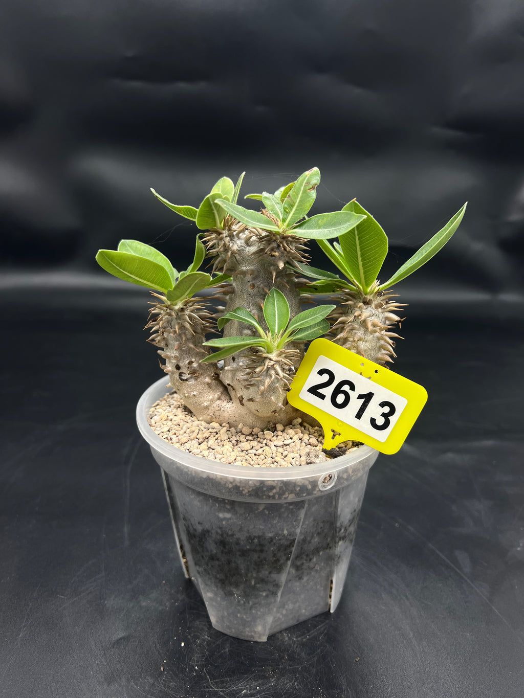 Pachypodium densiflorum #2613