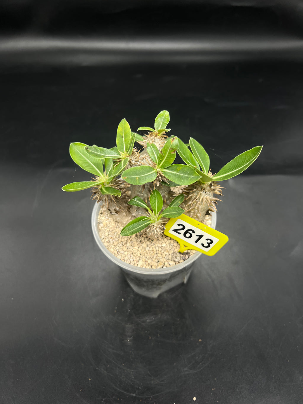 Pachypodium densiflorum #2613