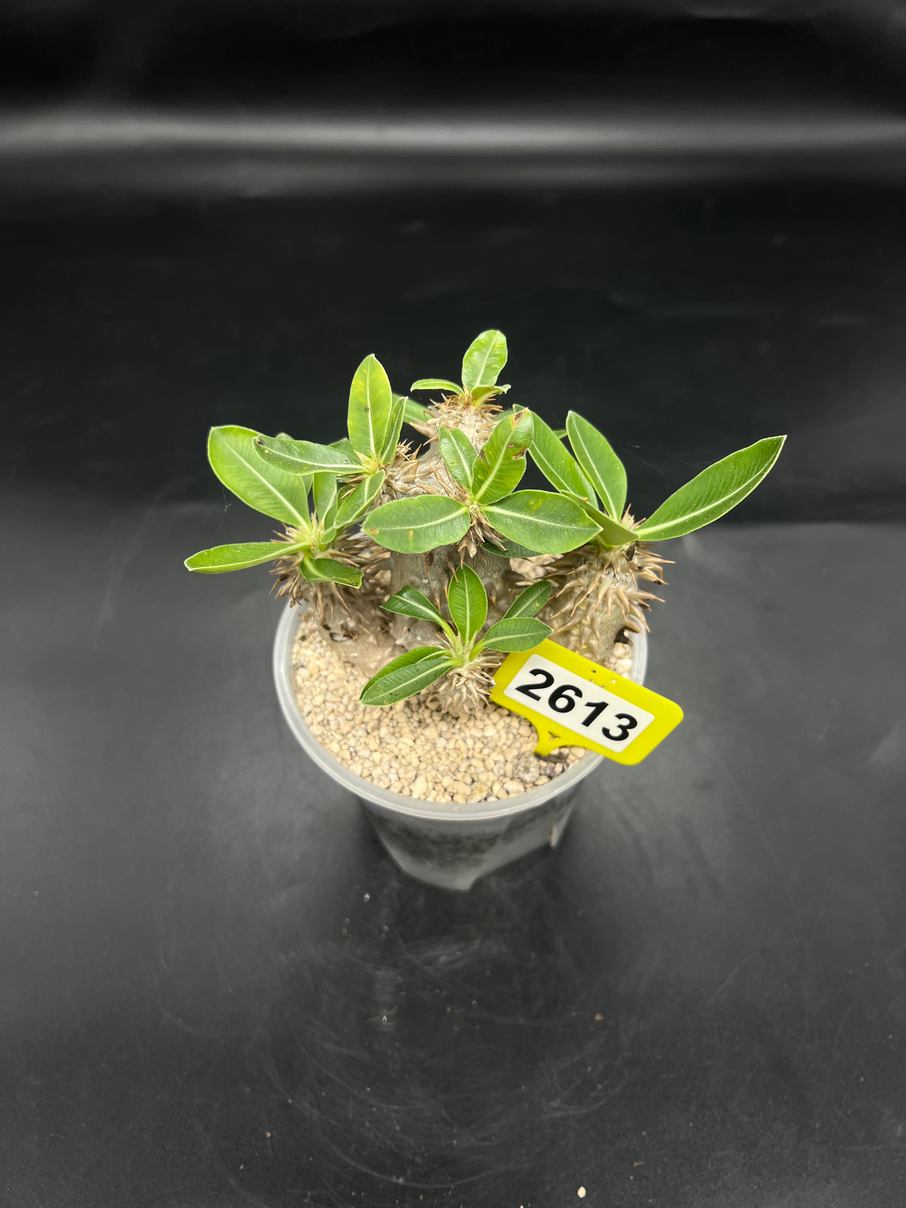 Pachypodium densiflorum #2613