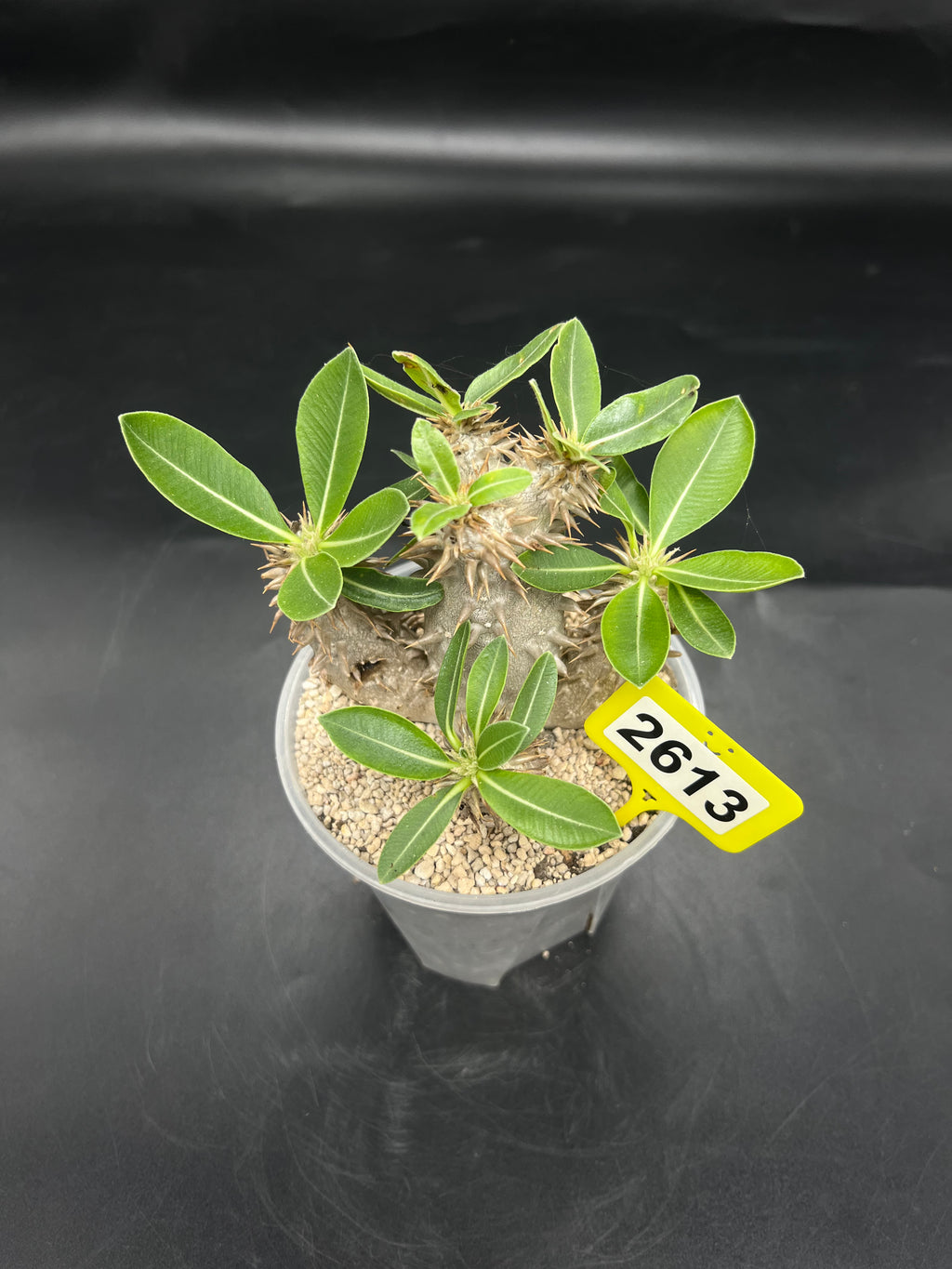 Pachypodium densiflorum #2613