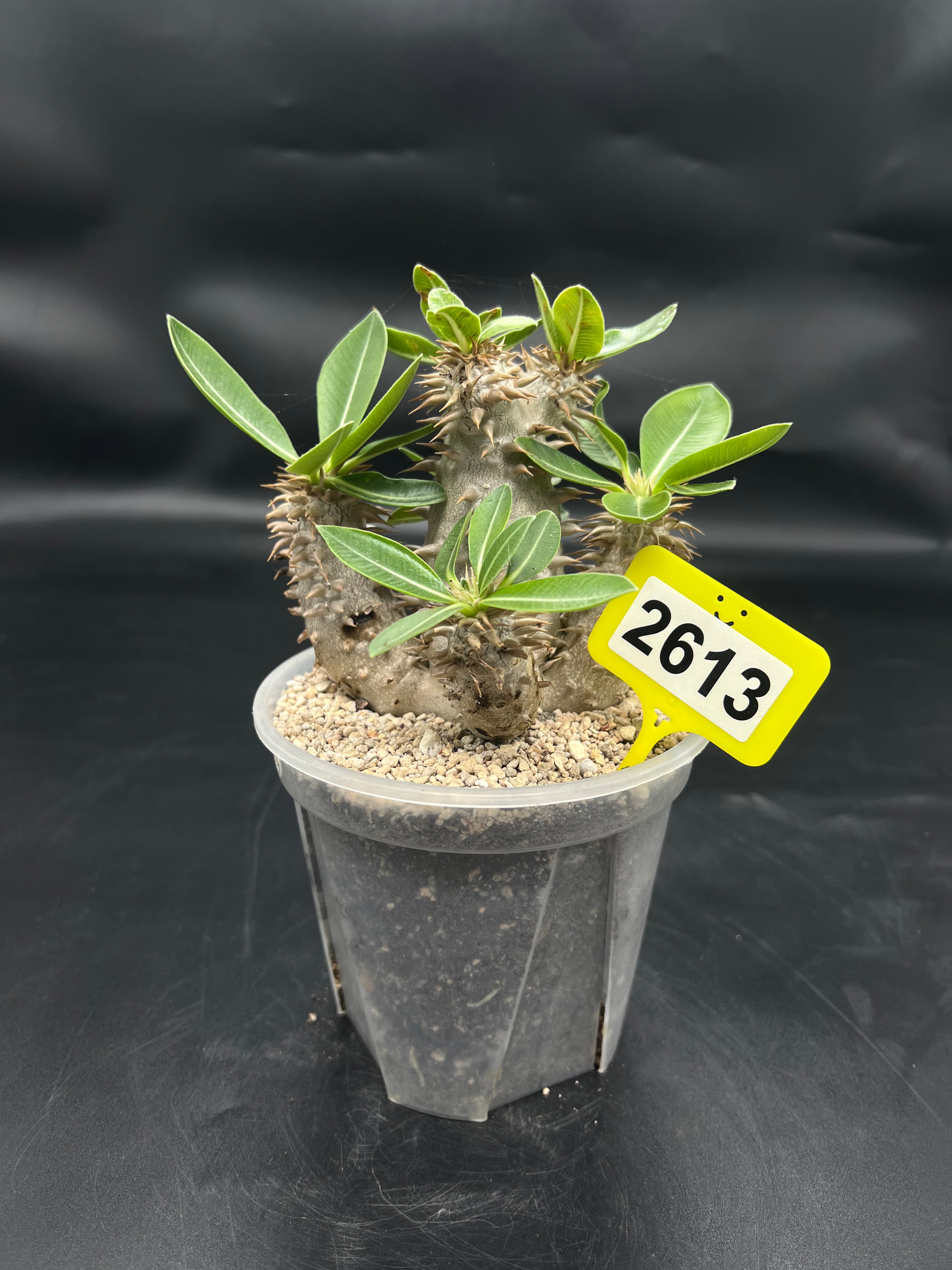 Pachypodium densiflorum #2613