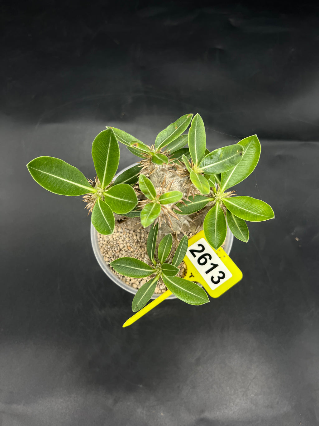 Pachypodium densiflorum #2613