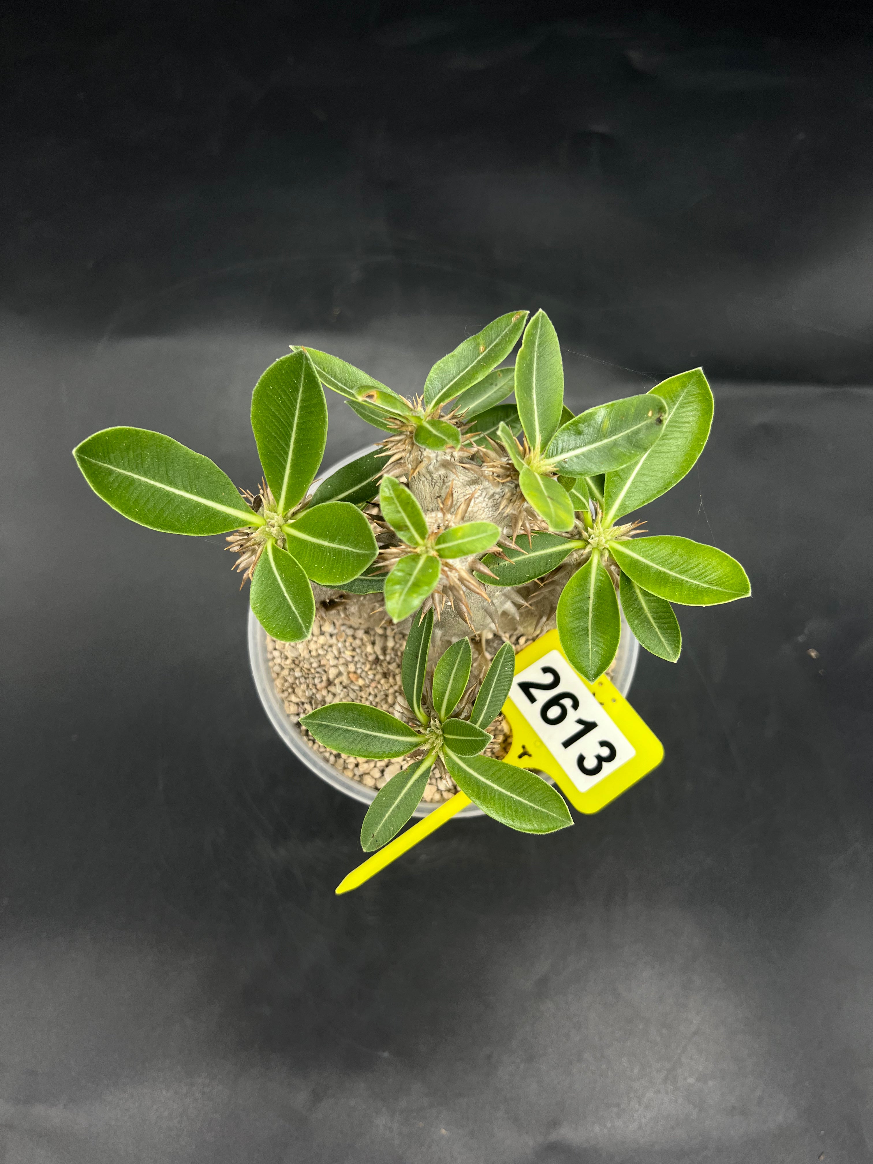 Pachypodium densiflorum #2613