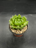 Random Pick Haworthia cooperi