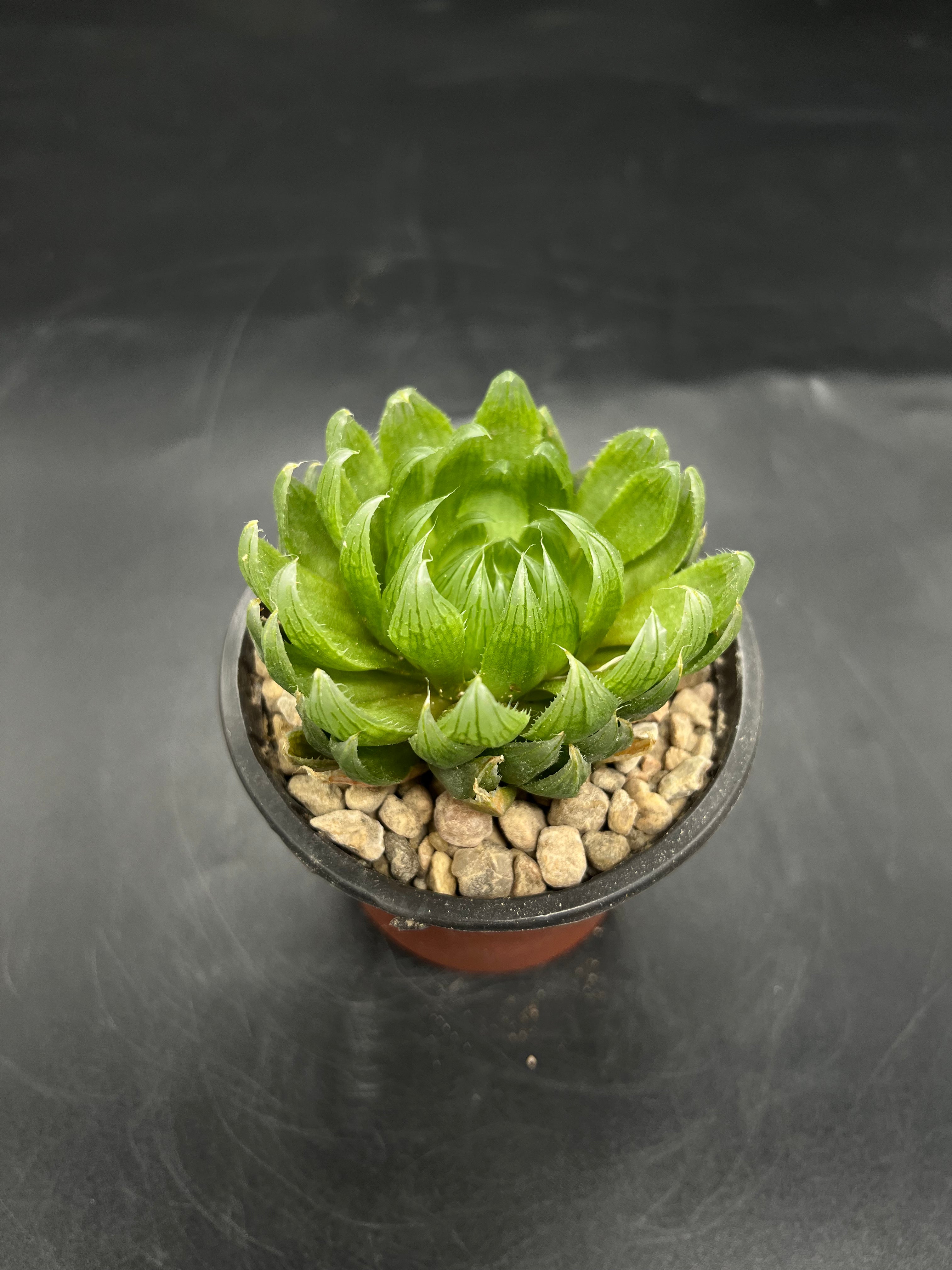 Random Pick Haworthia cooperi