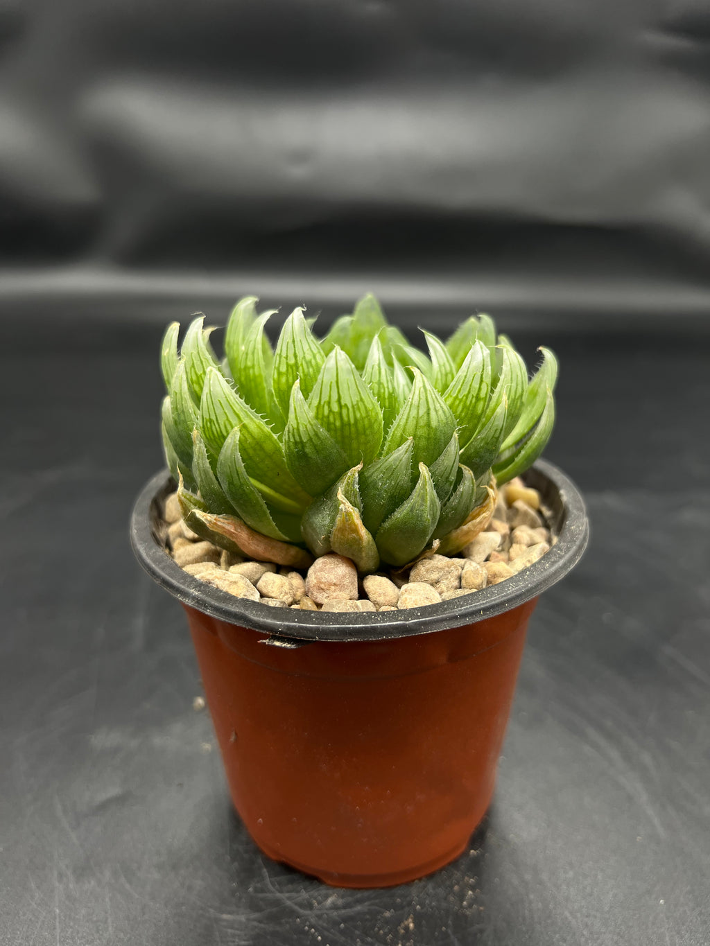 Random Pick Haworthia cooperi