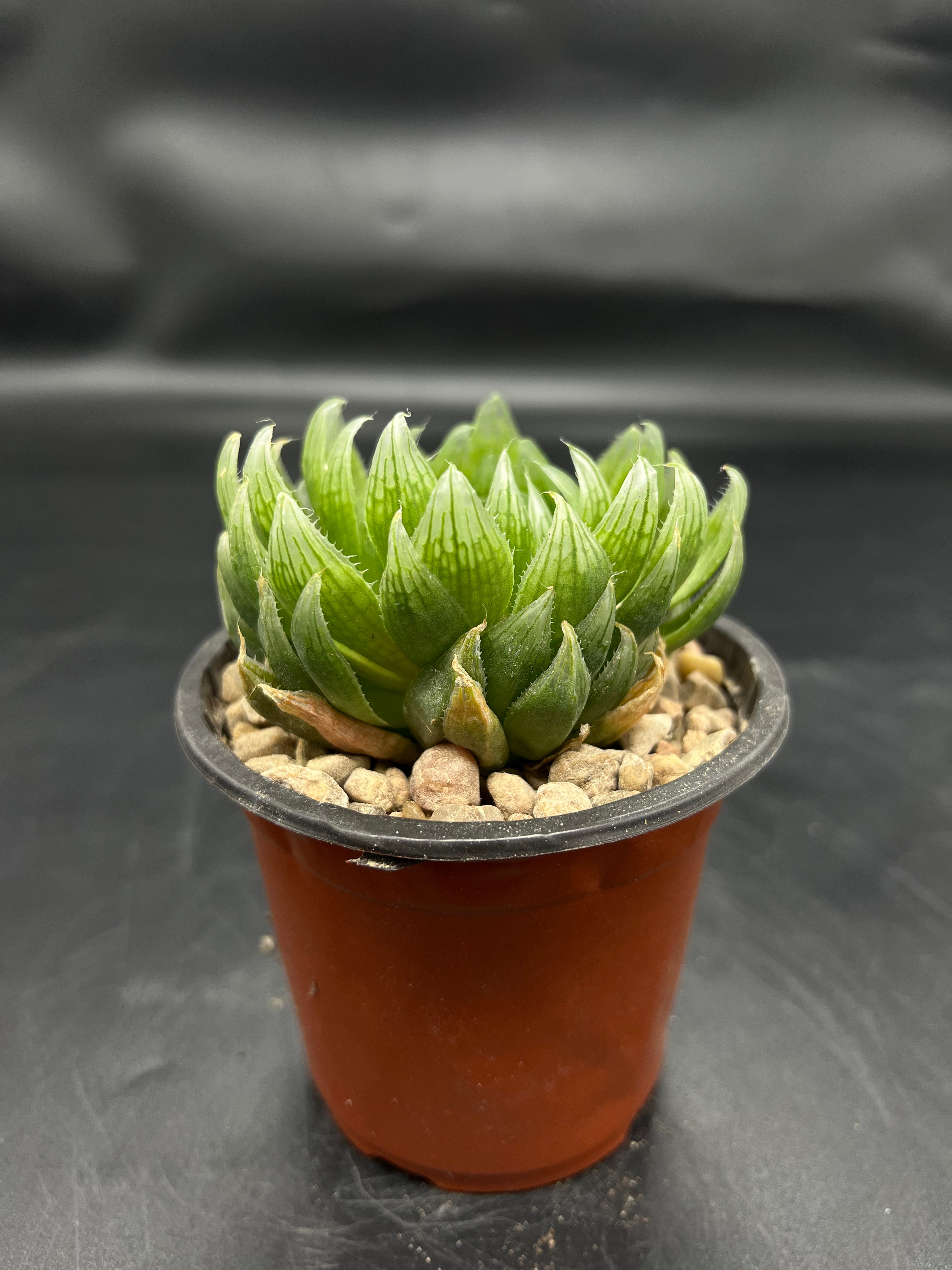 Random Pick Haworthia cooperi