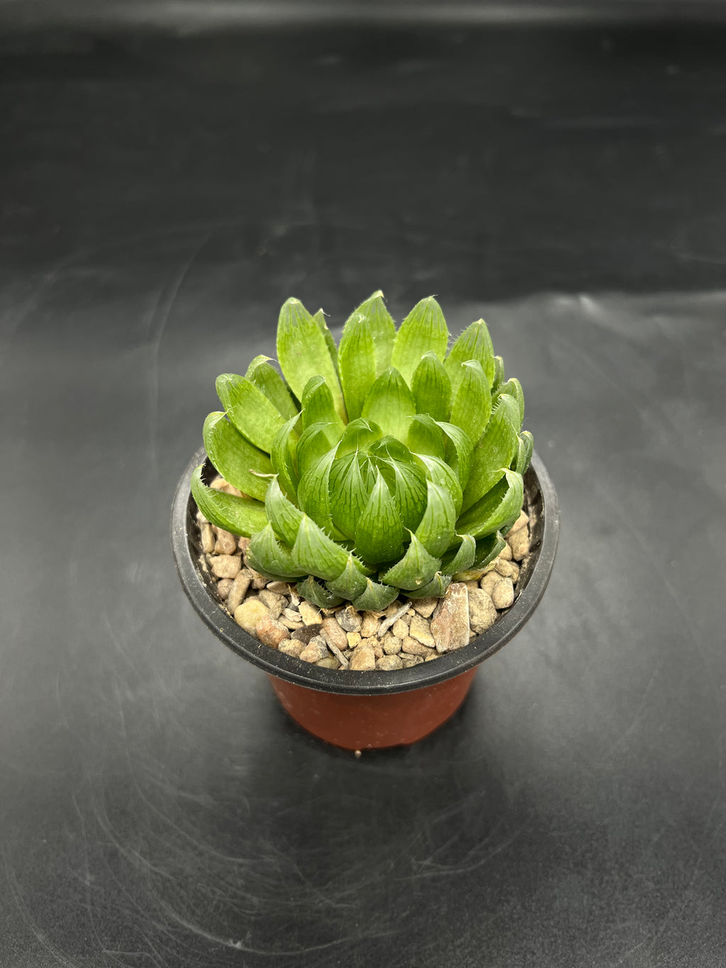Random Pick Haworthia cooperi