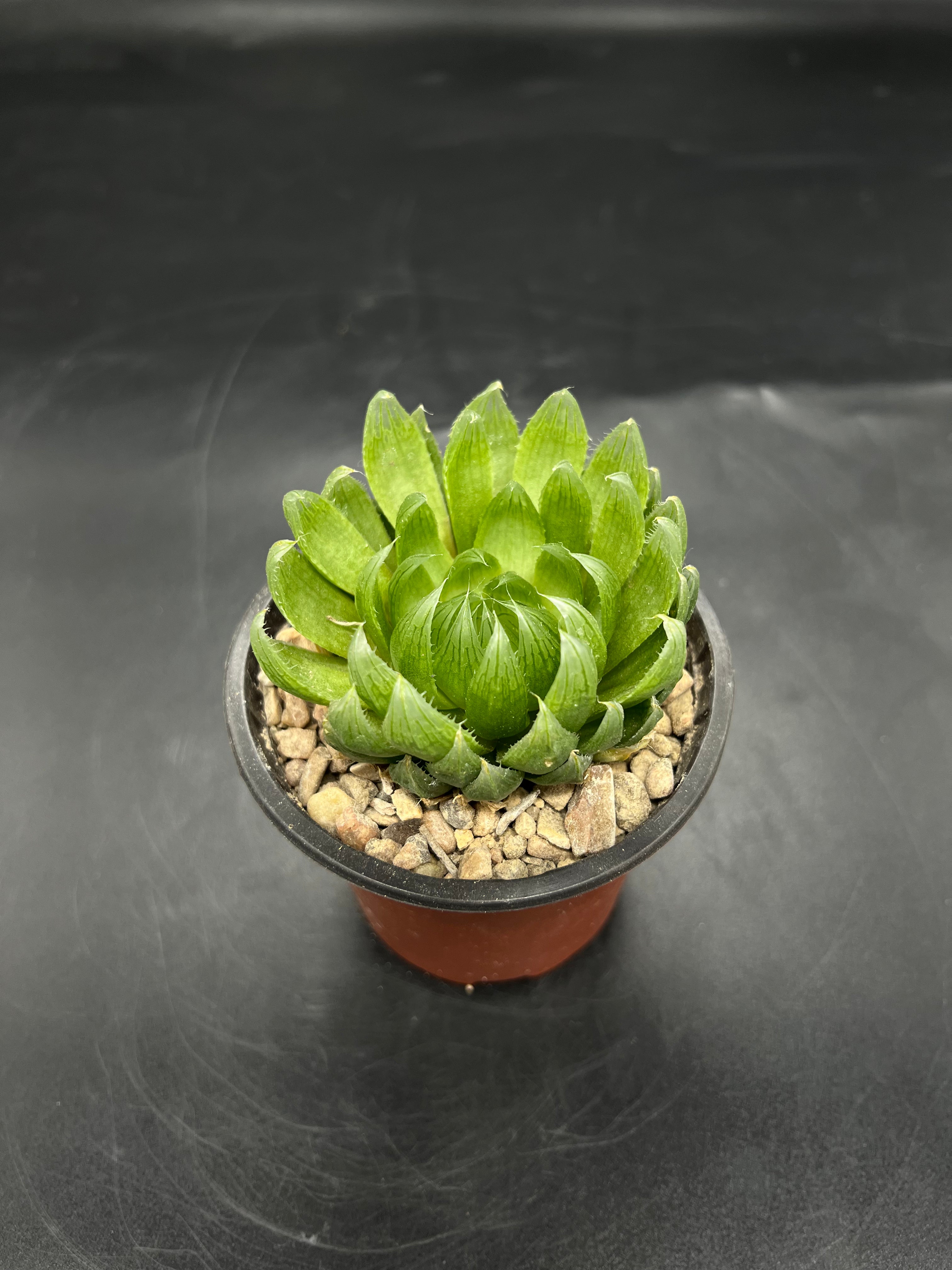 Random Pick Haworthia cooperi