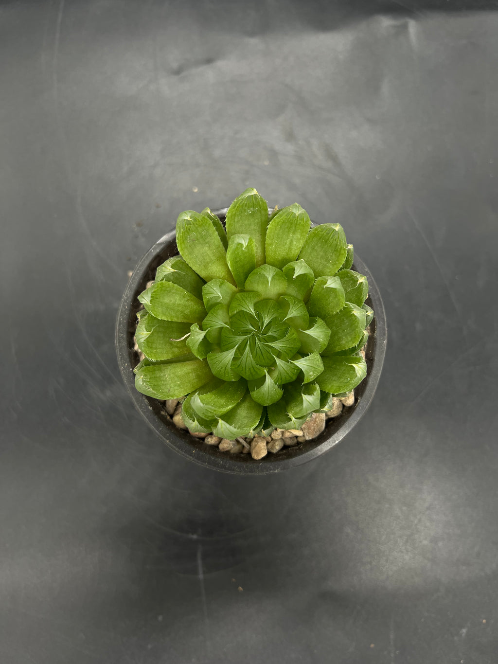 Random Pick Haworthia cooperi