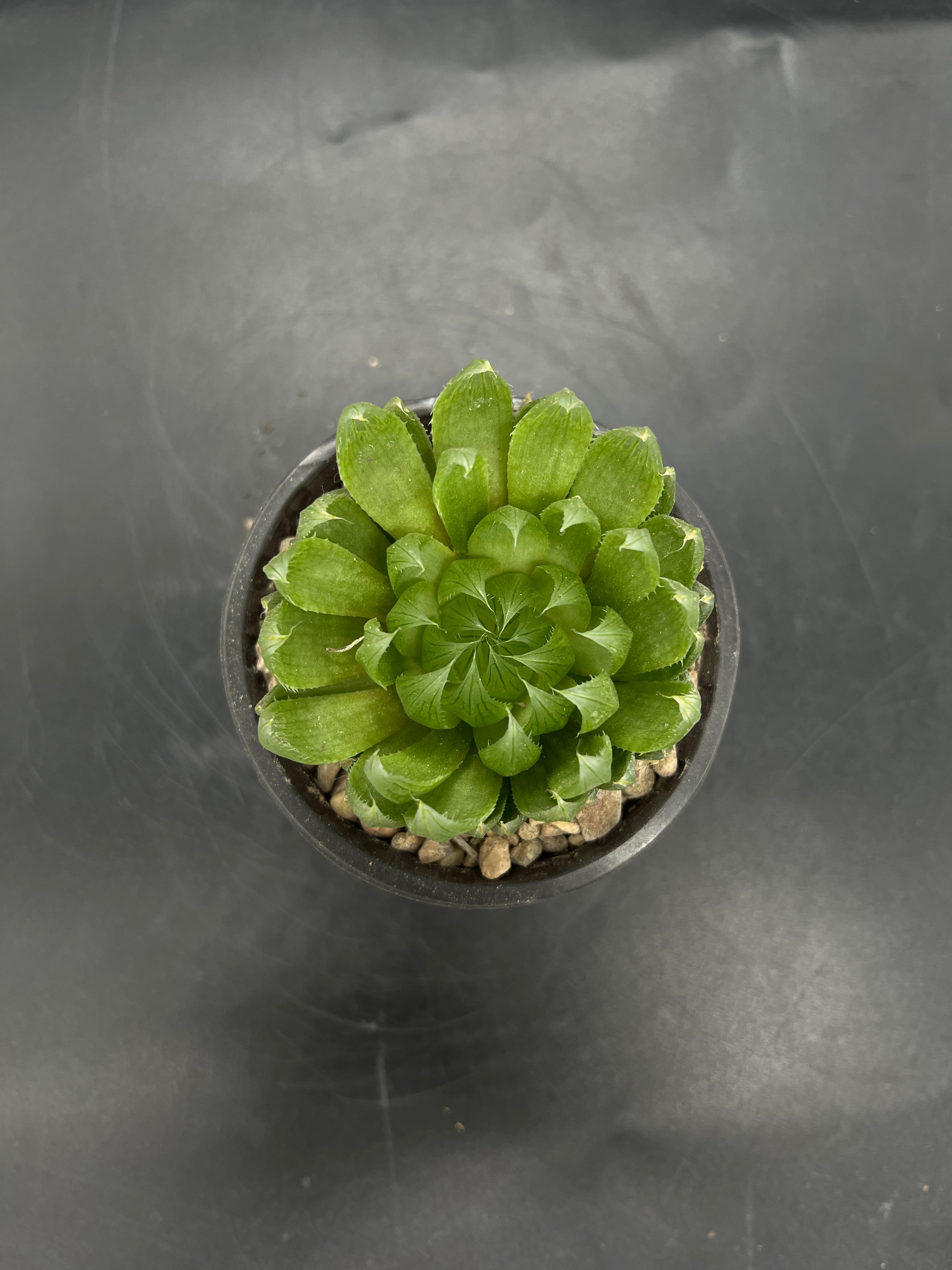 Random Pick Haworthia cooperi