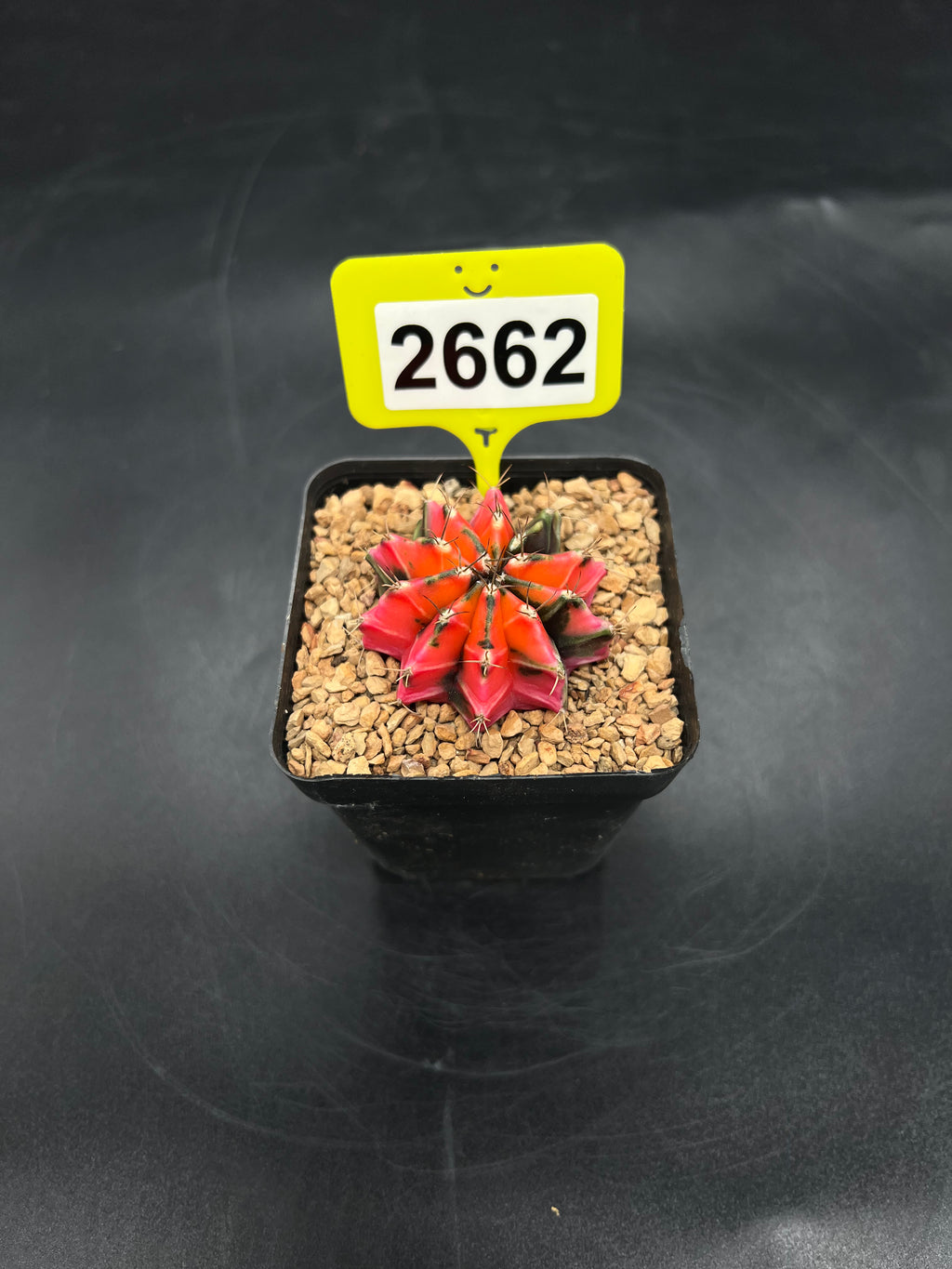 Variegated Gymnocalycium mihanovichii #2662