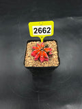Variegated Gymnocalycium mihanovichii #2662