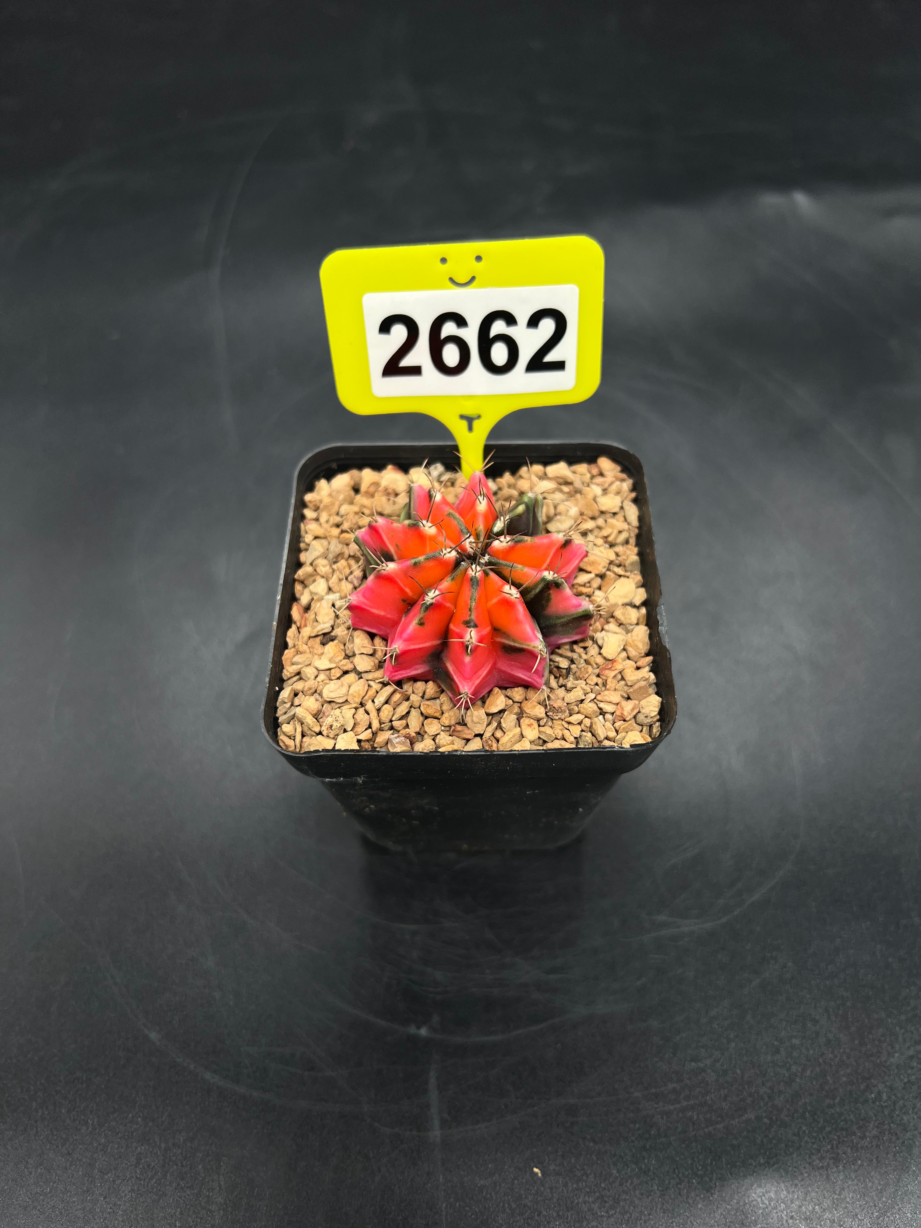 Variegated Gymnocalycium mihanovichii #2662