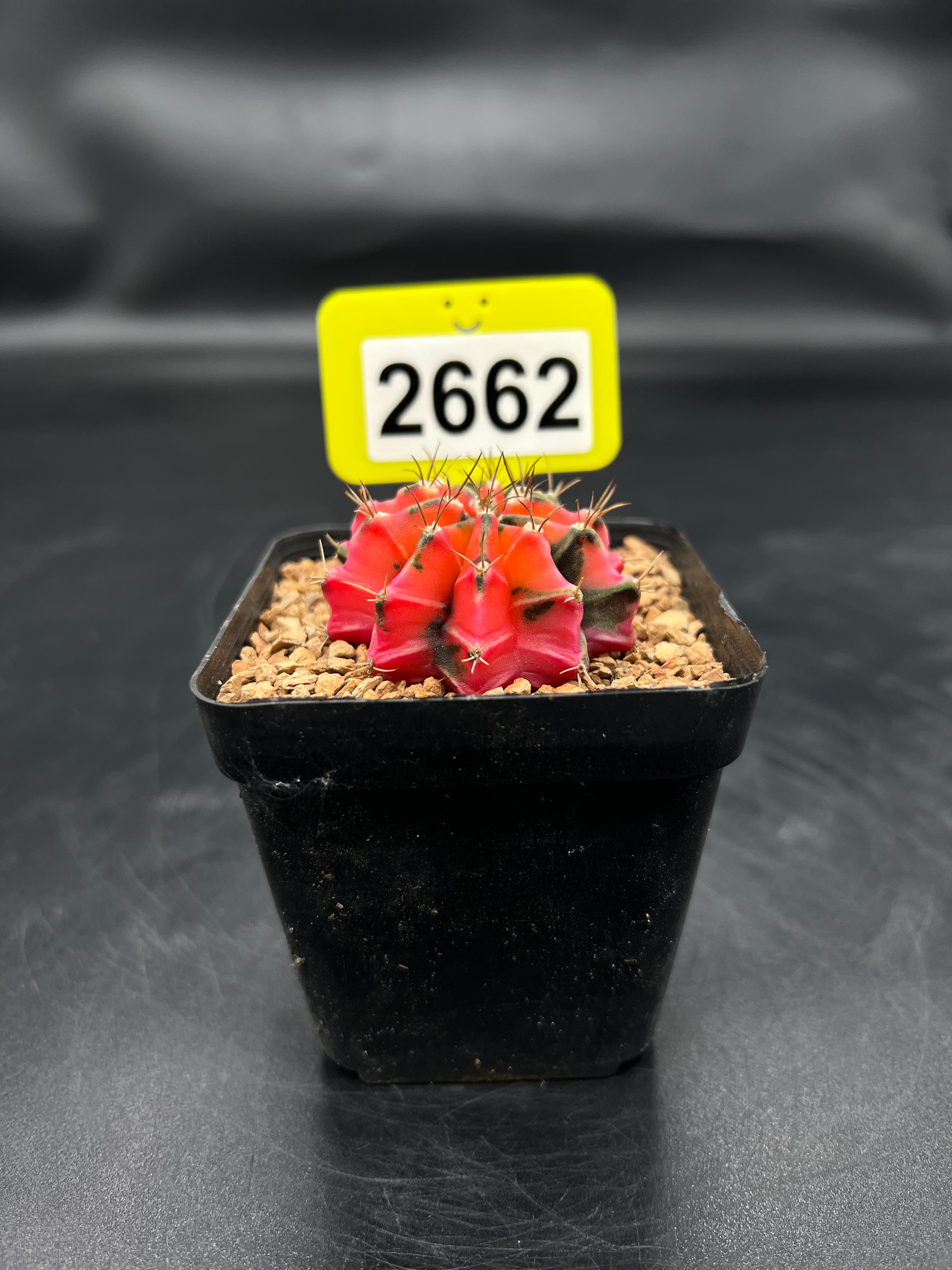 Variegated Gymnocalycium mihanovichii #2662