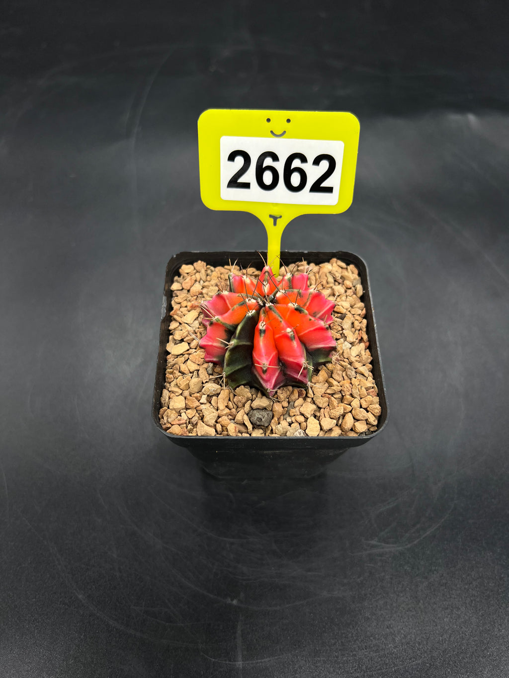 Variegated Gymnocalycium mihanovichii #2662