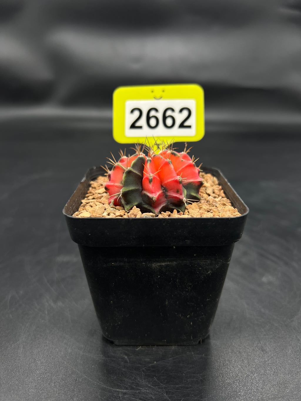 Variegated Gymnocalycium mihanovichii #2662
