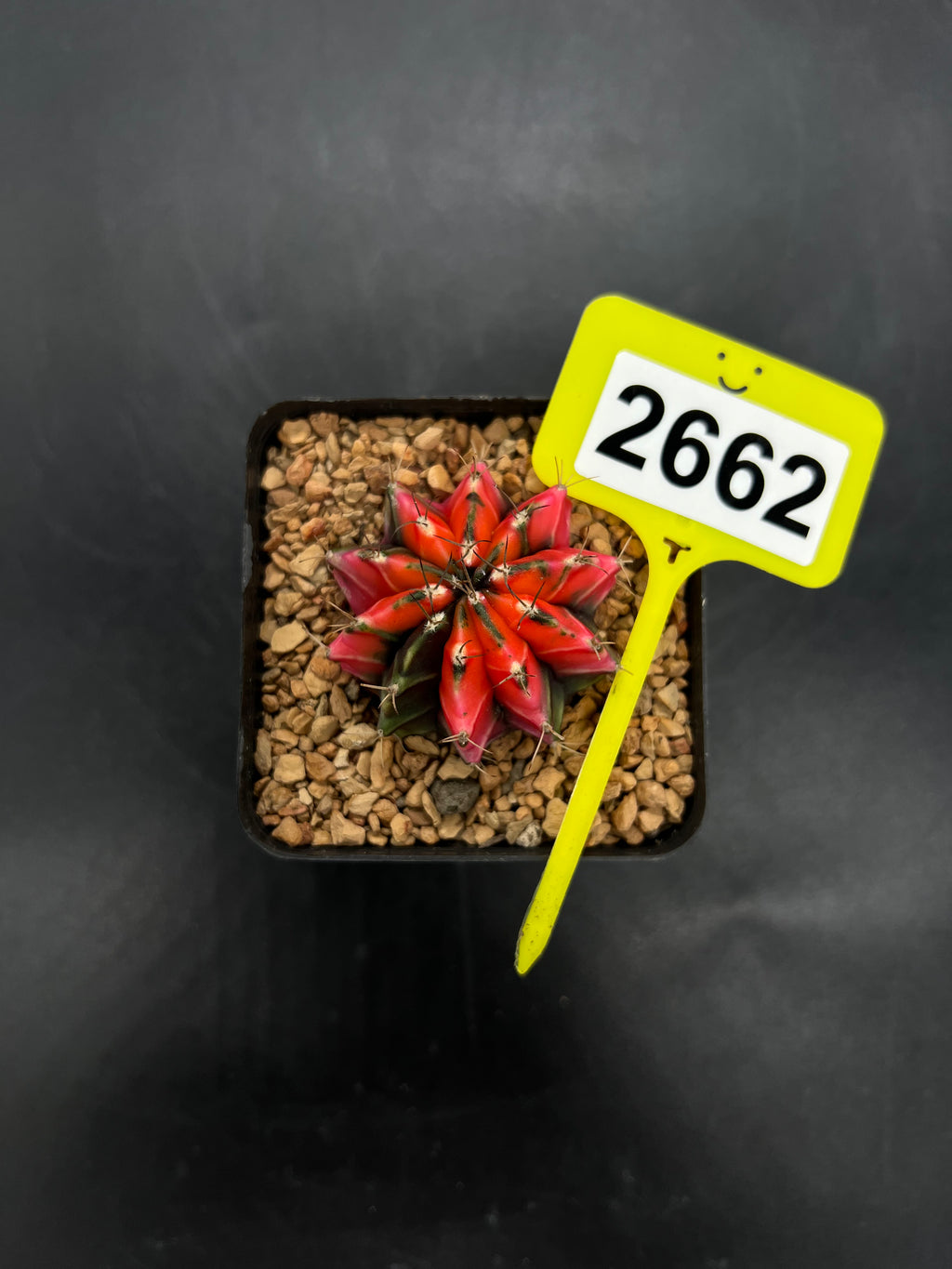 Variegated Gymnocalycium mihanovichii #2662