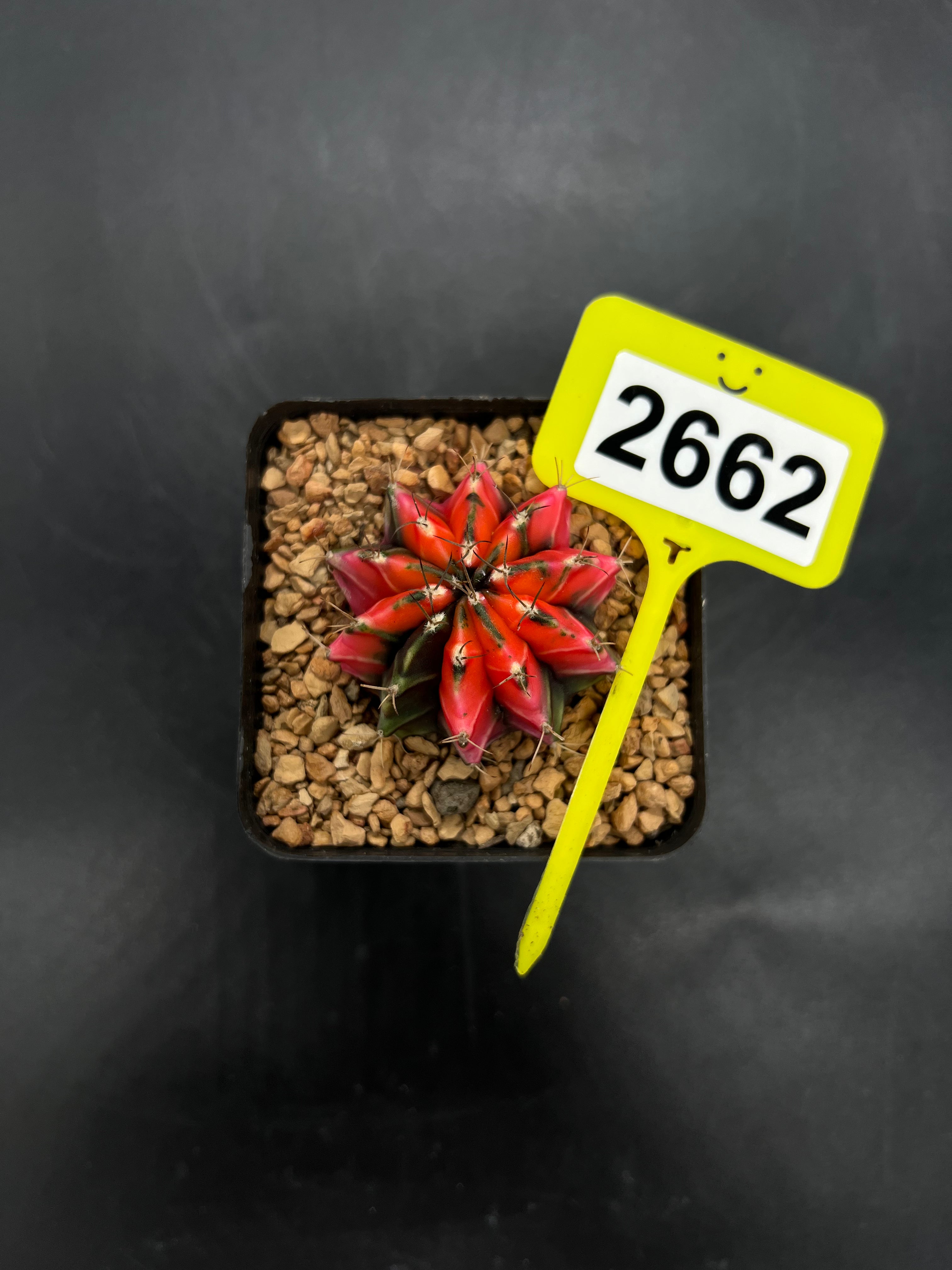 Variegated Gymnocalycium mihanovichii #2662