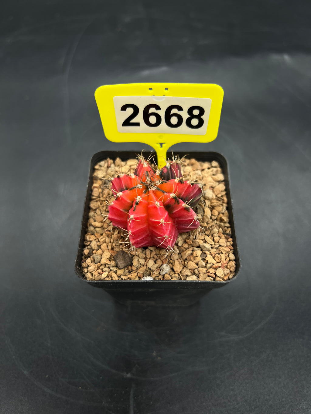 Variegated Gymnocalycium mihanovichii #2668